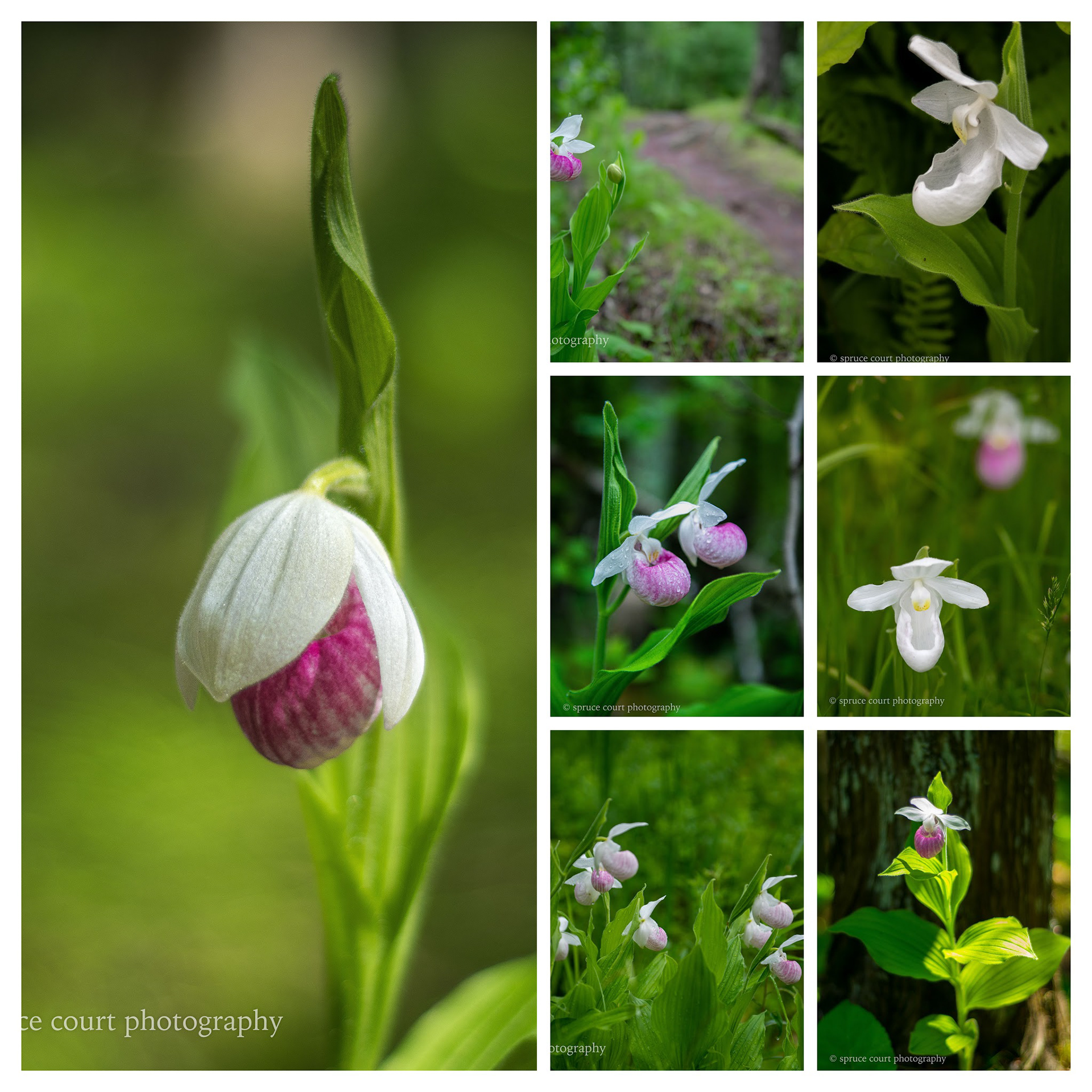 Showy Lady's Slipper series:  photographer's choice of five of the photos shown here.
