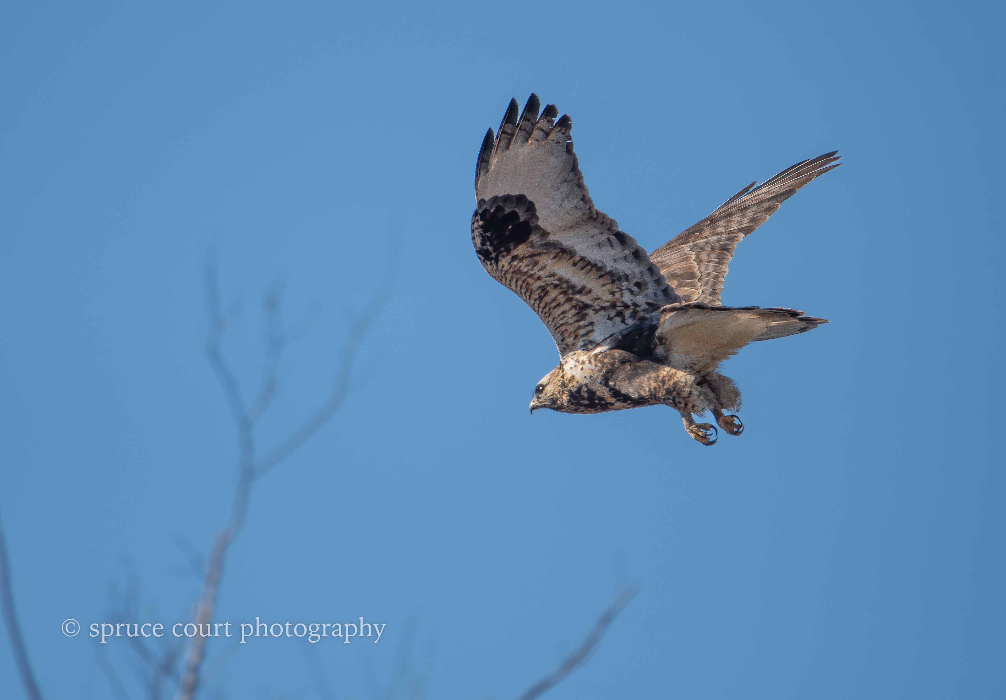 Rough-legged Hawk