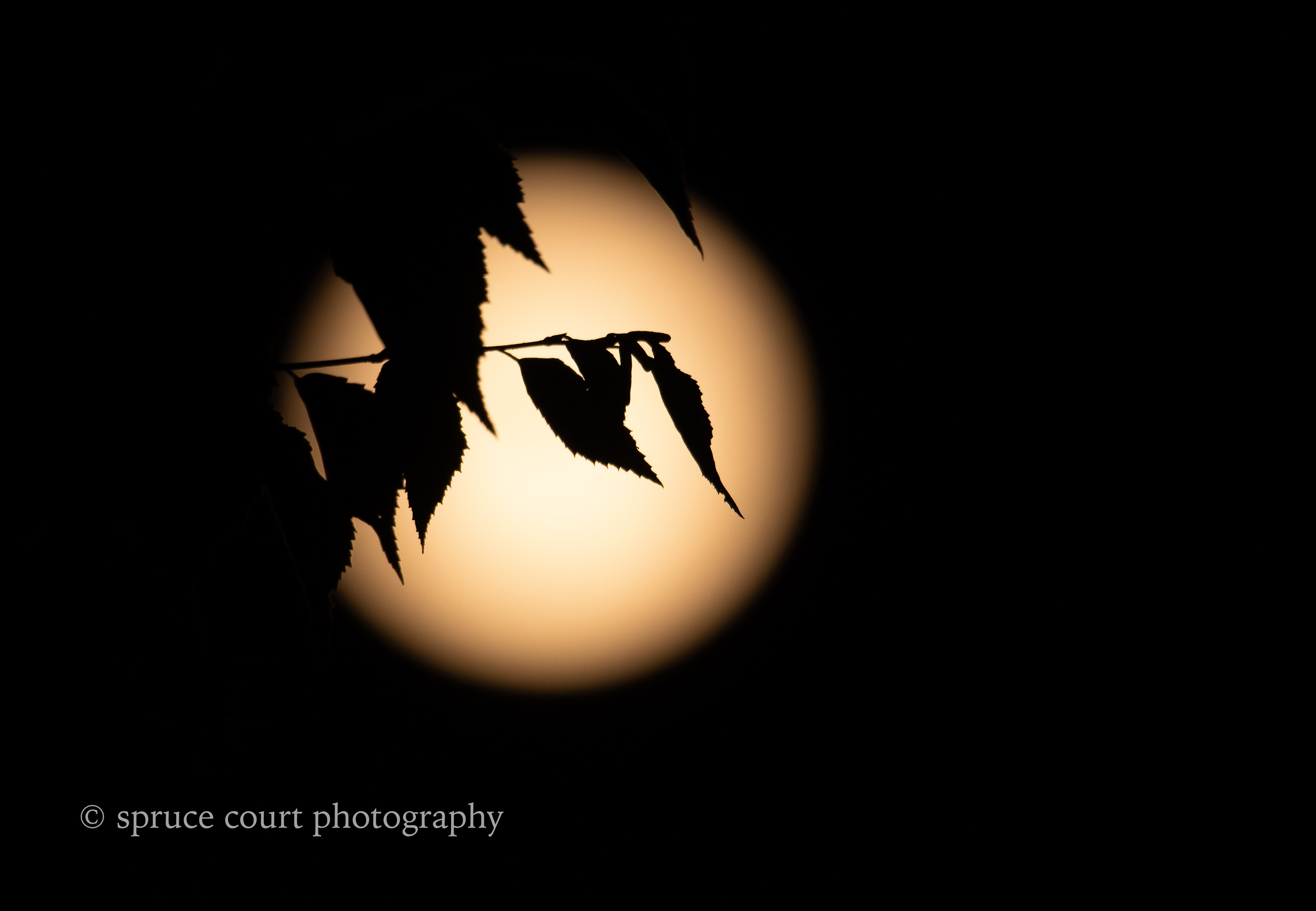 August 30. 2023 Super Moon with Leaves, Color