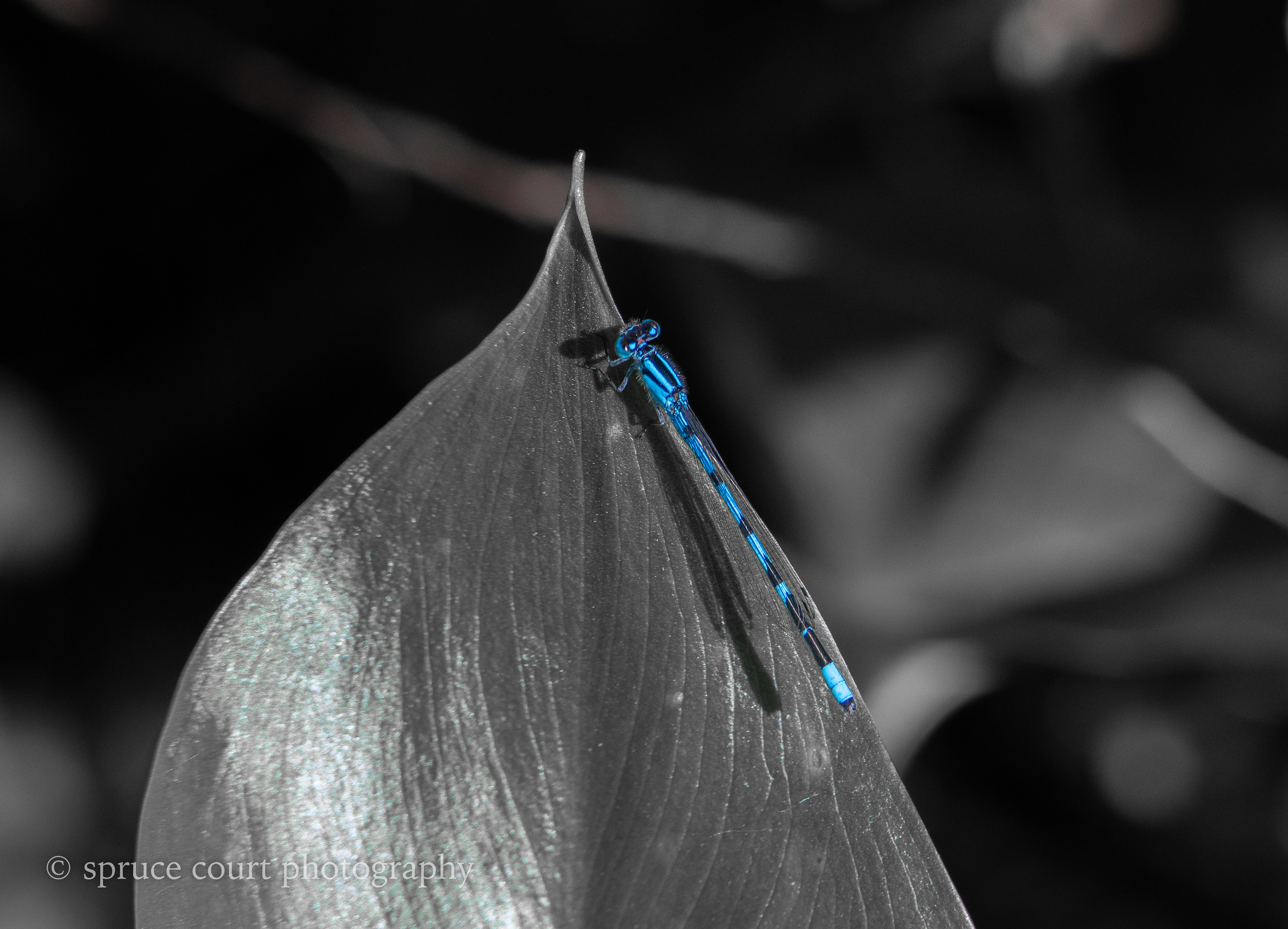 Common Blue Damselfly Blues Only