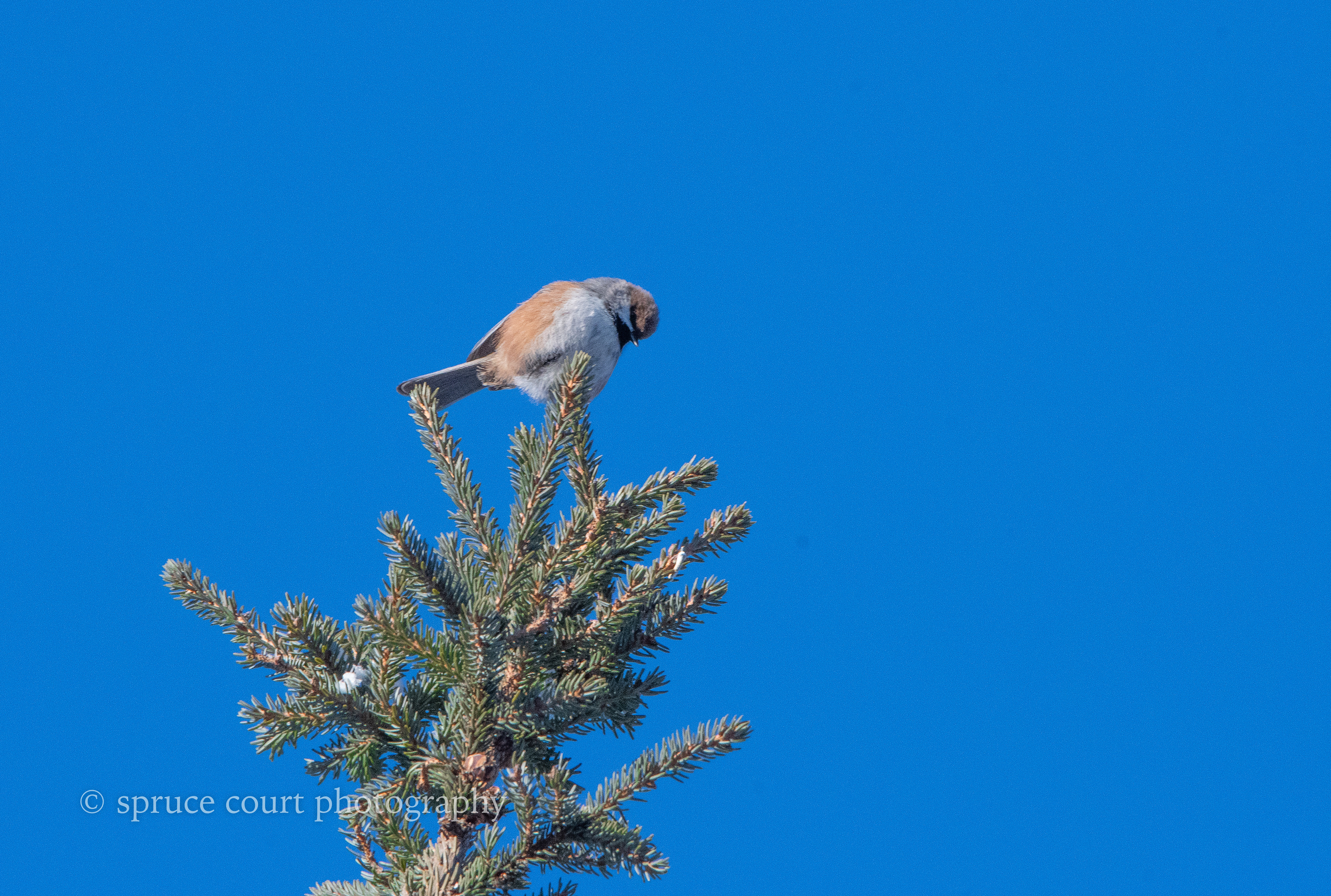 Boreal Chickadee 2
