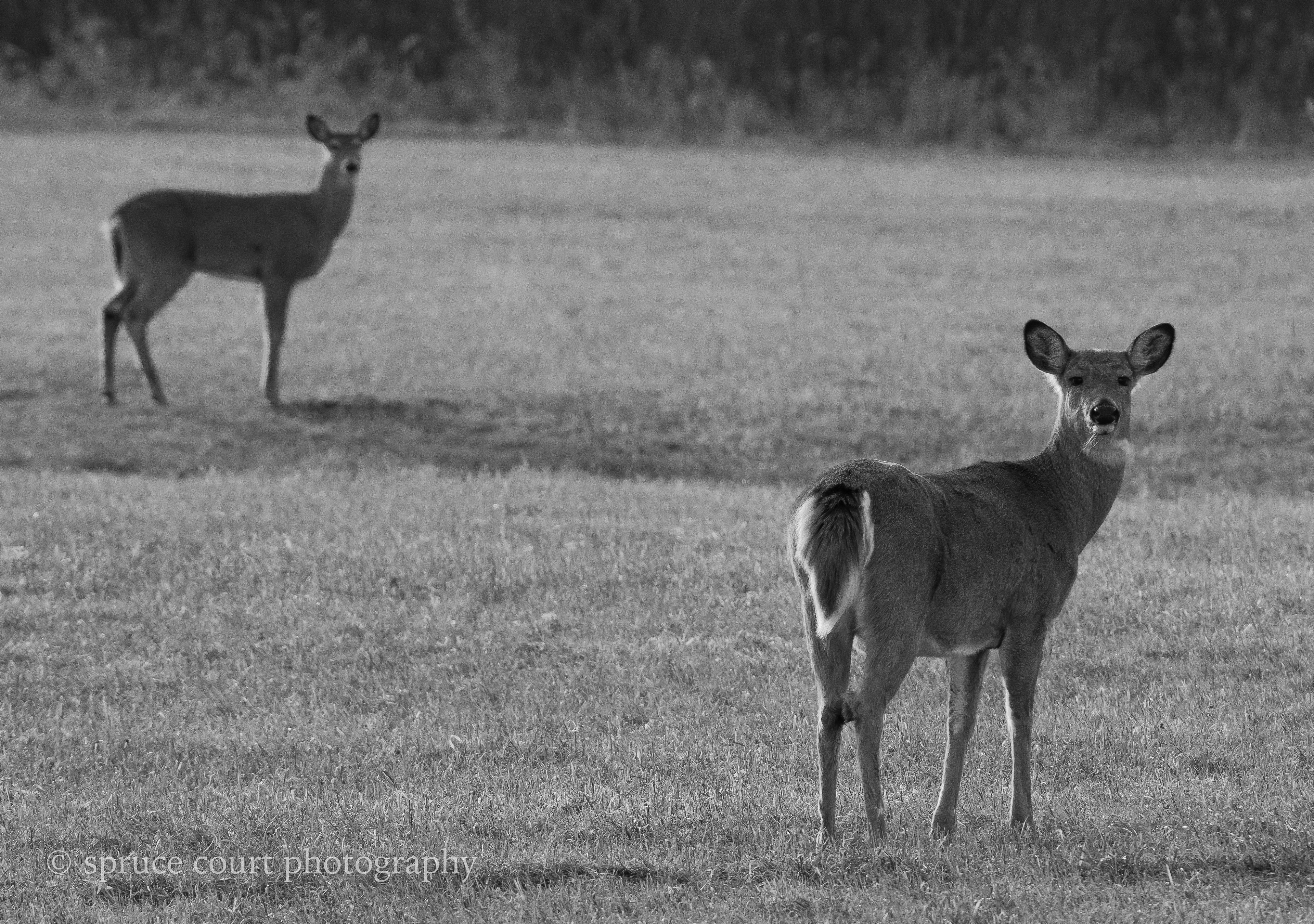 Deer in a Meadow Greytones