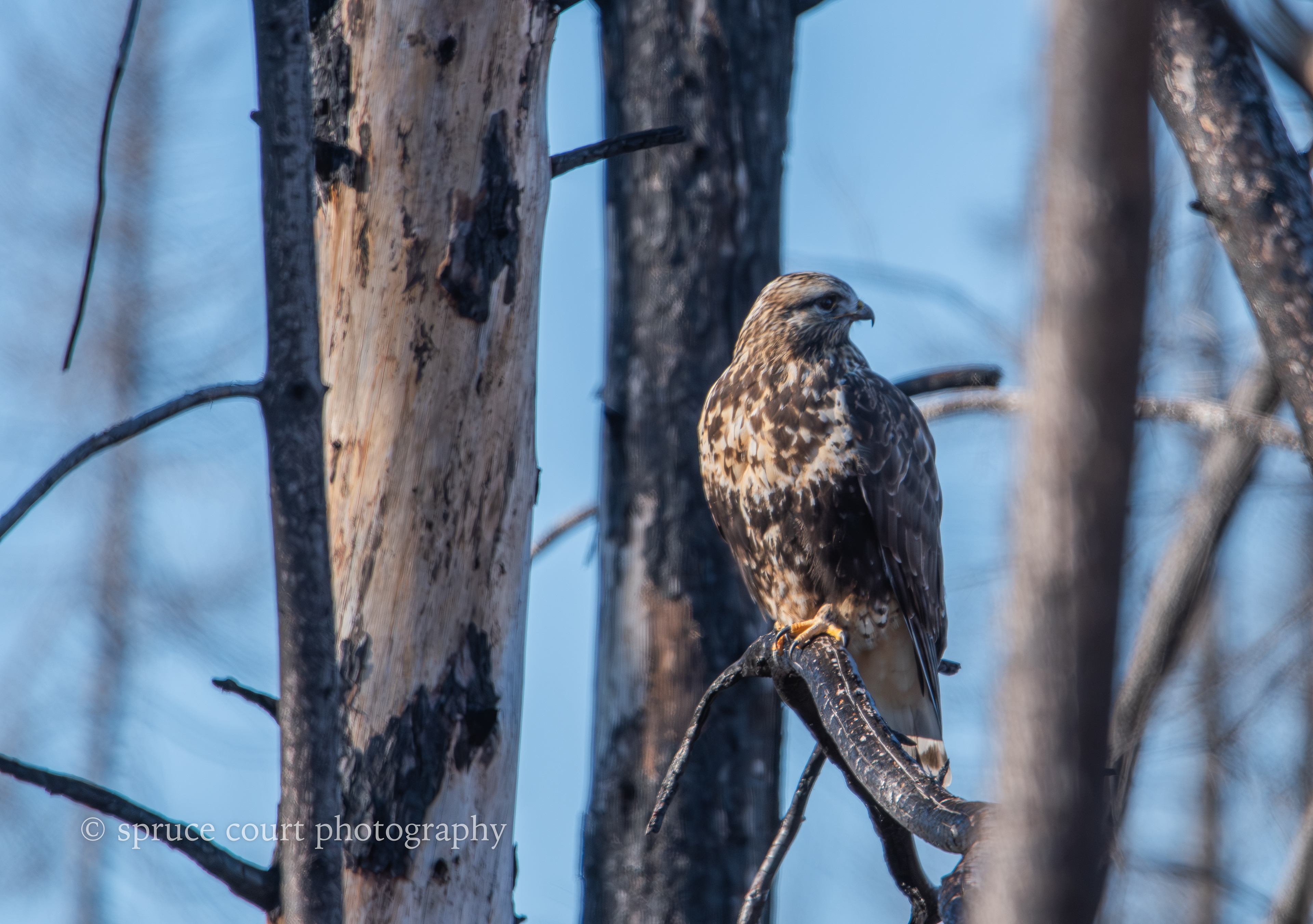 Rough-legged Hawk