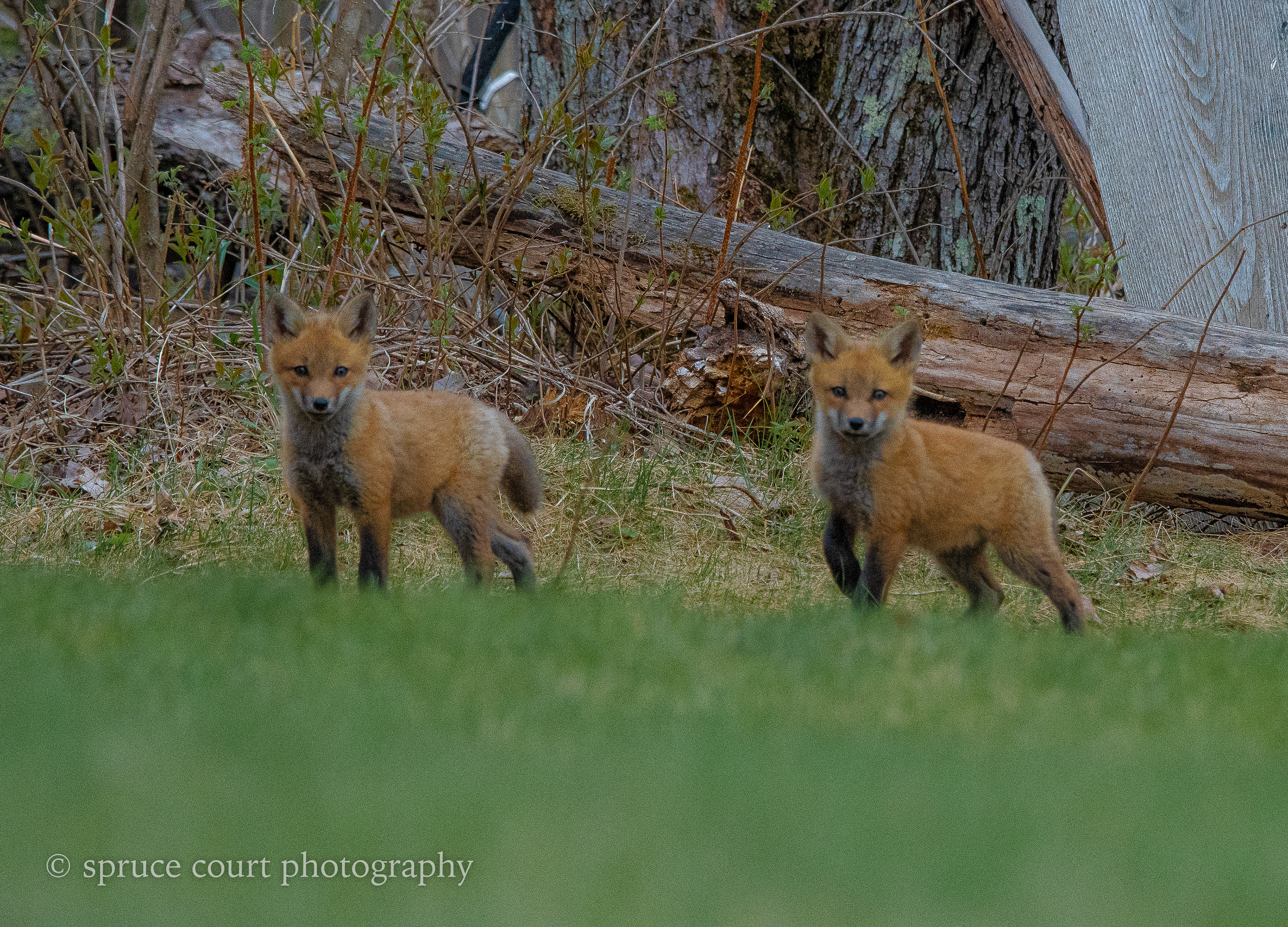 Two Fox Pups 25