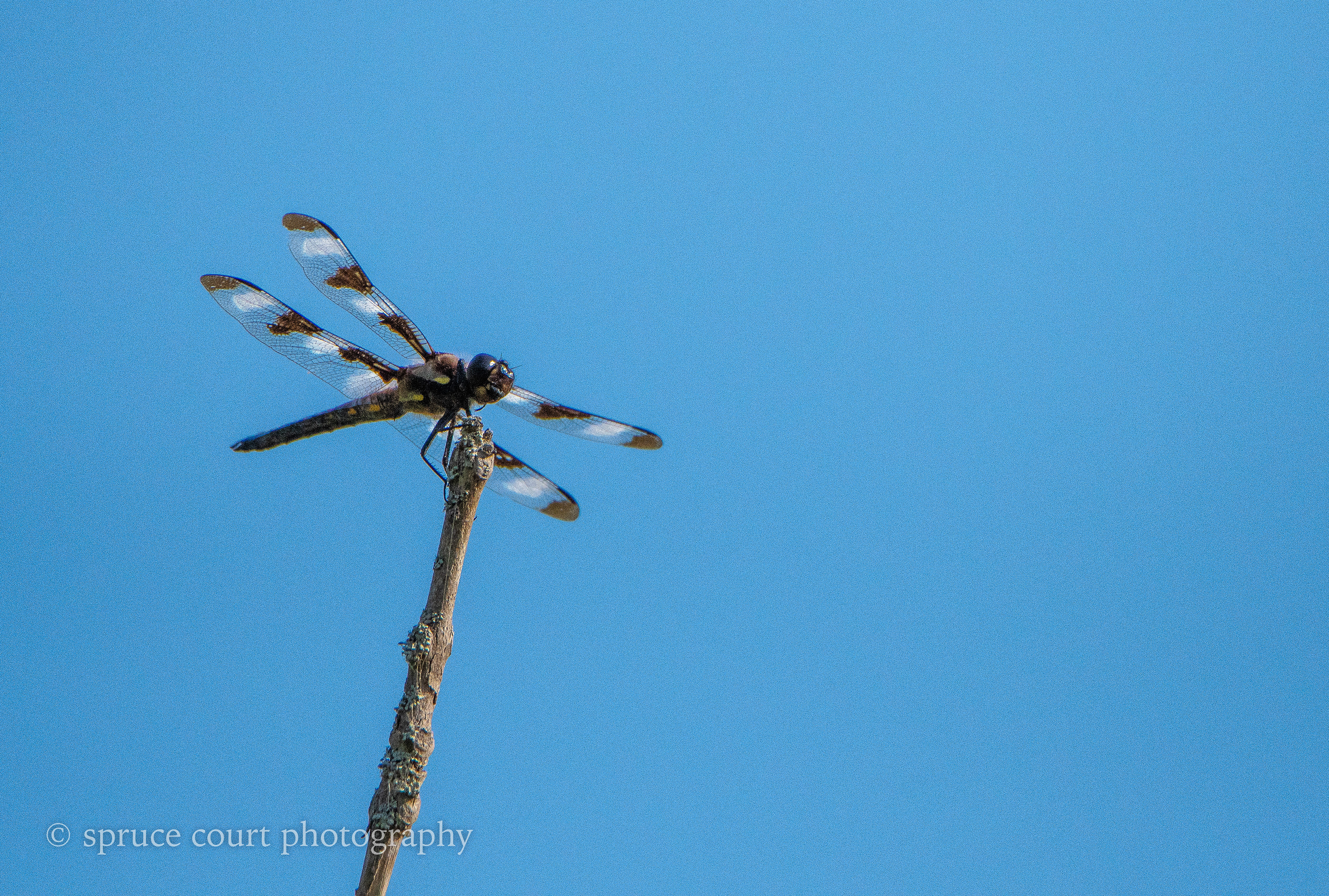 Twelve-spotted Skimmer 2