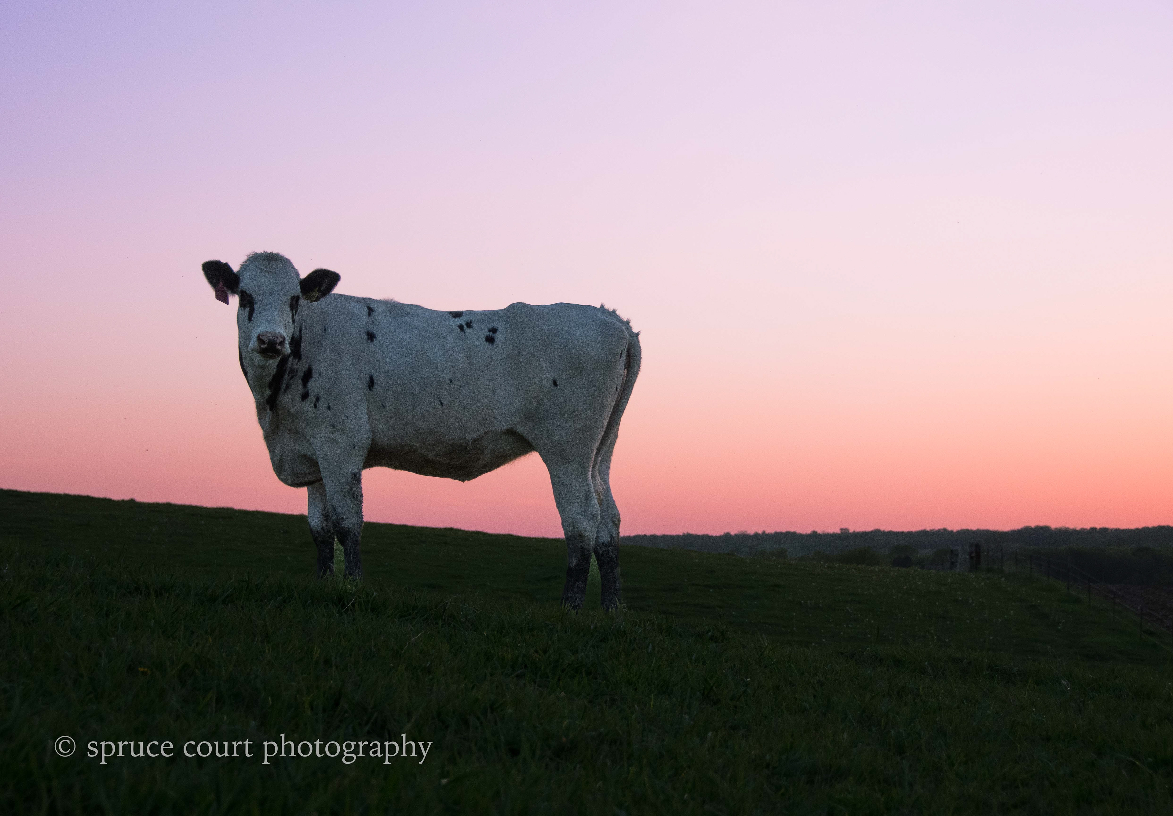 Cow at Sunset