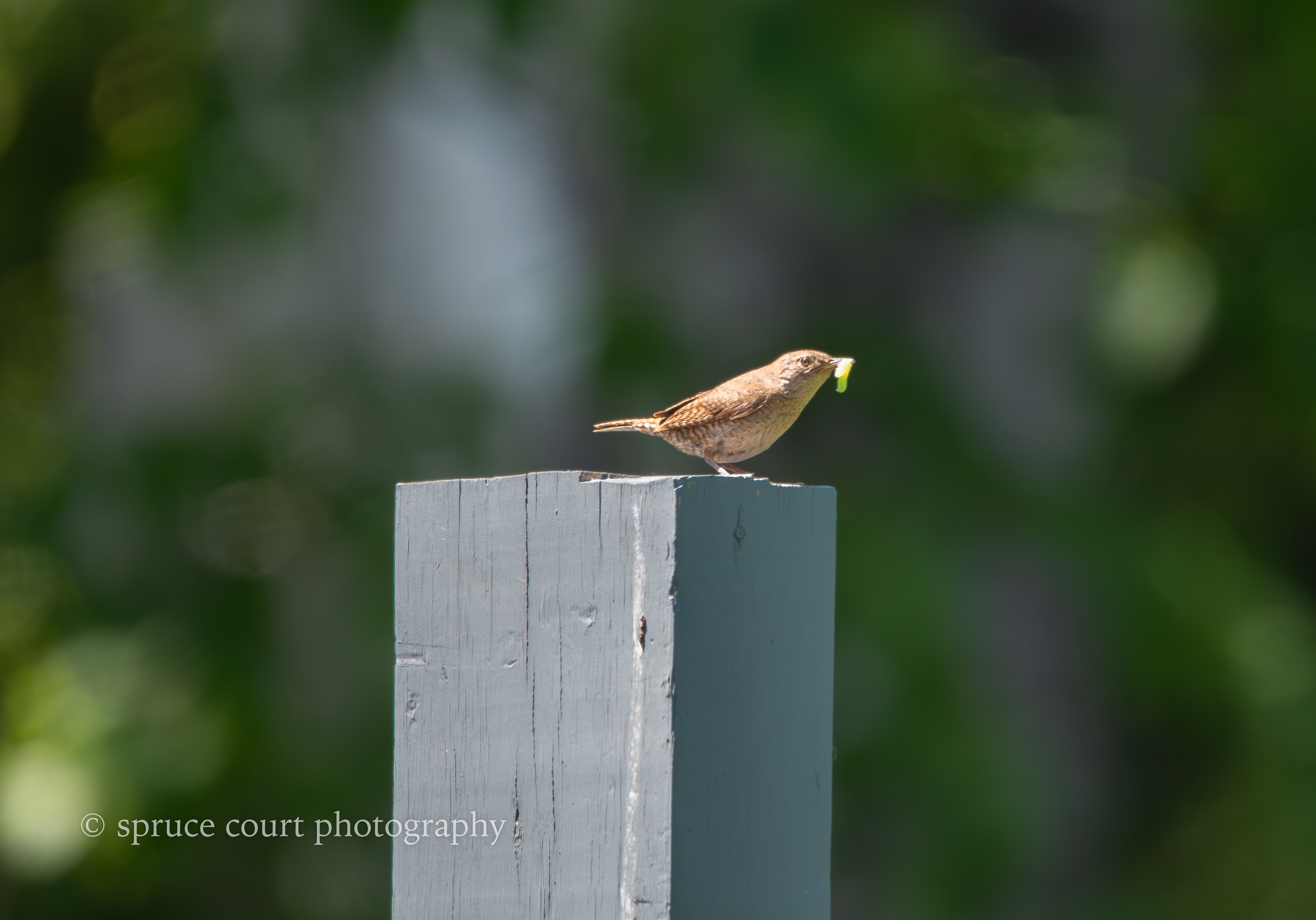 House Wren