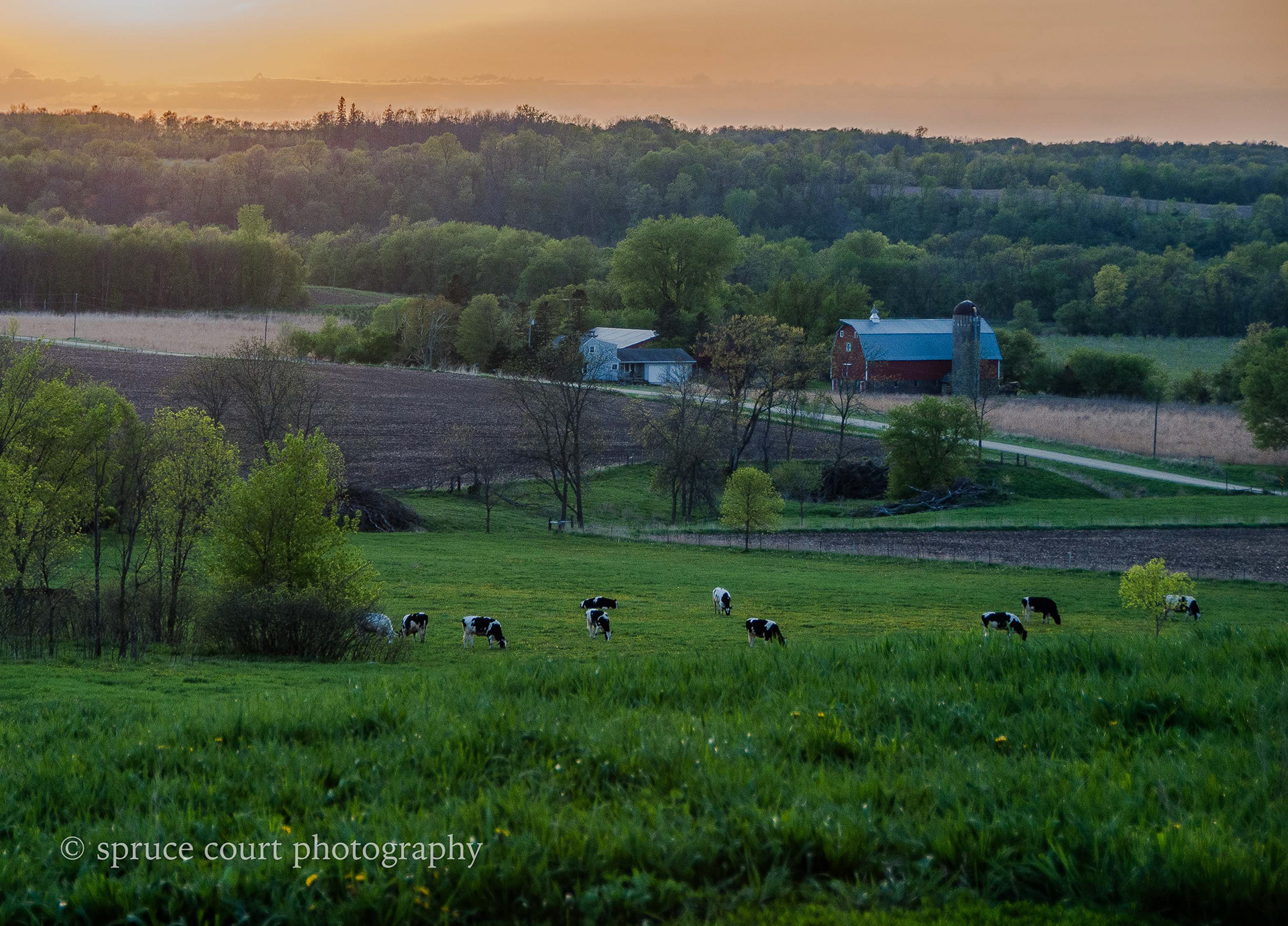 Cows in the Pasture during Fires