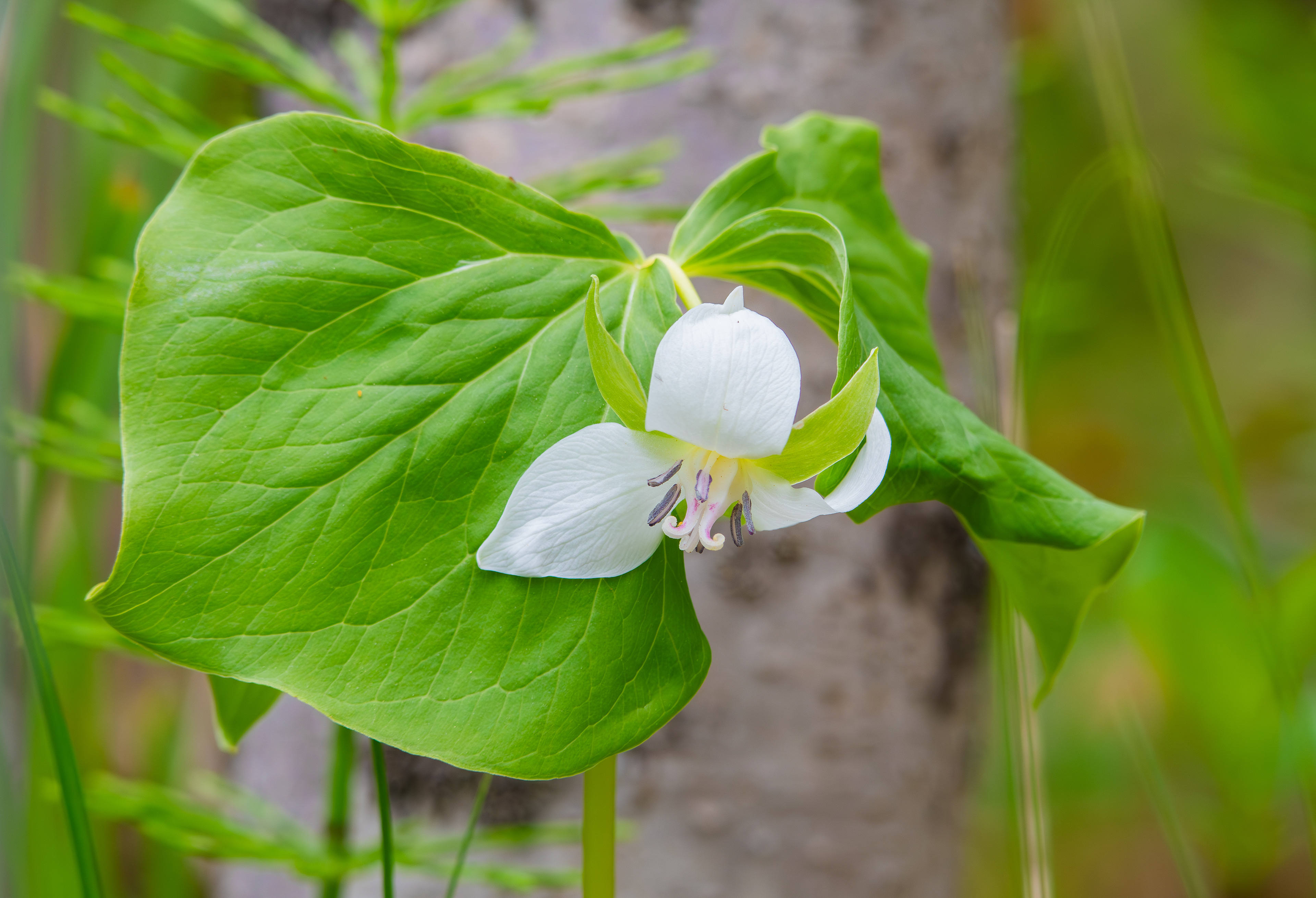 Nodding Trillium