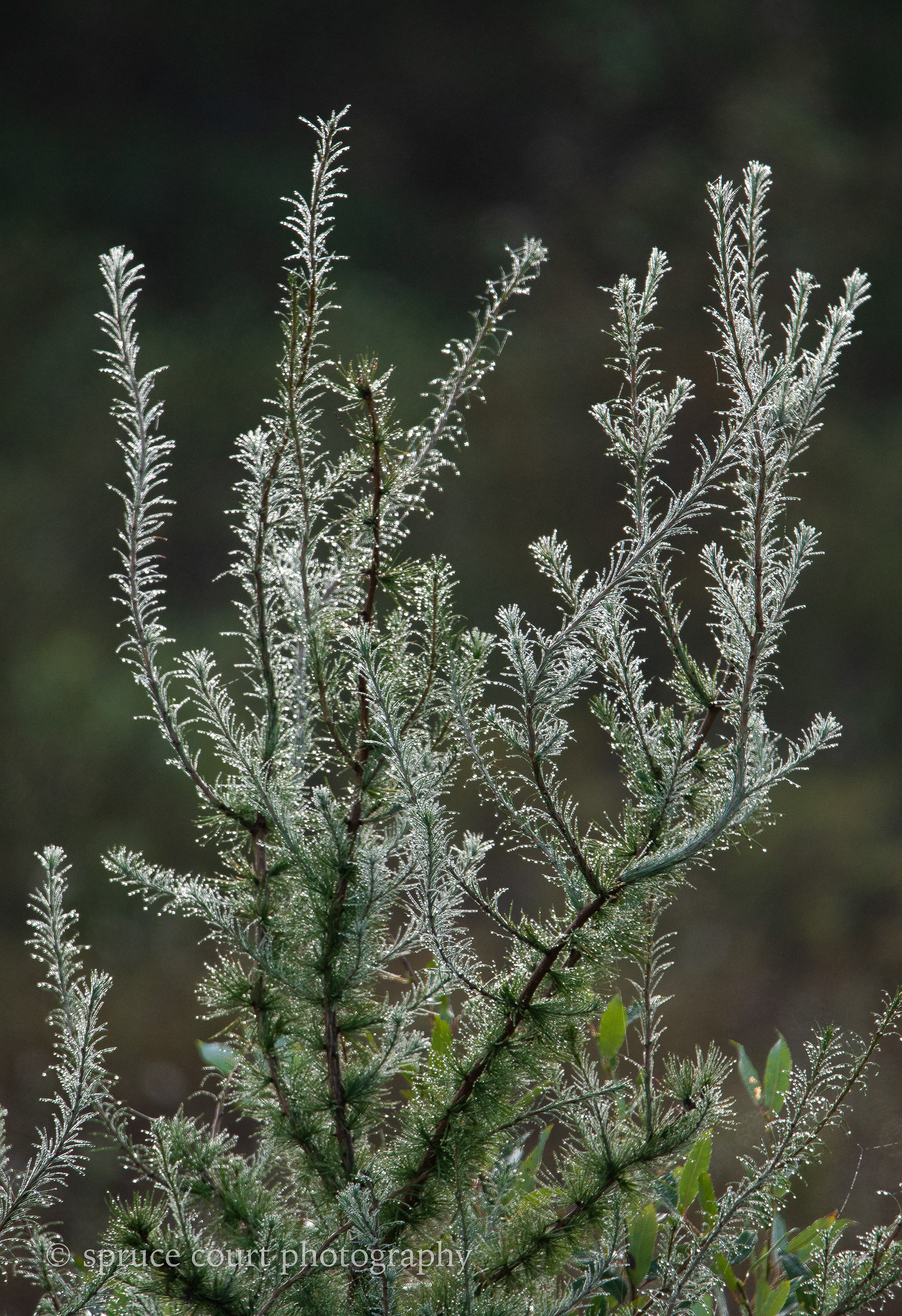 Fog in the Bog 3