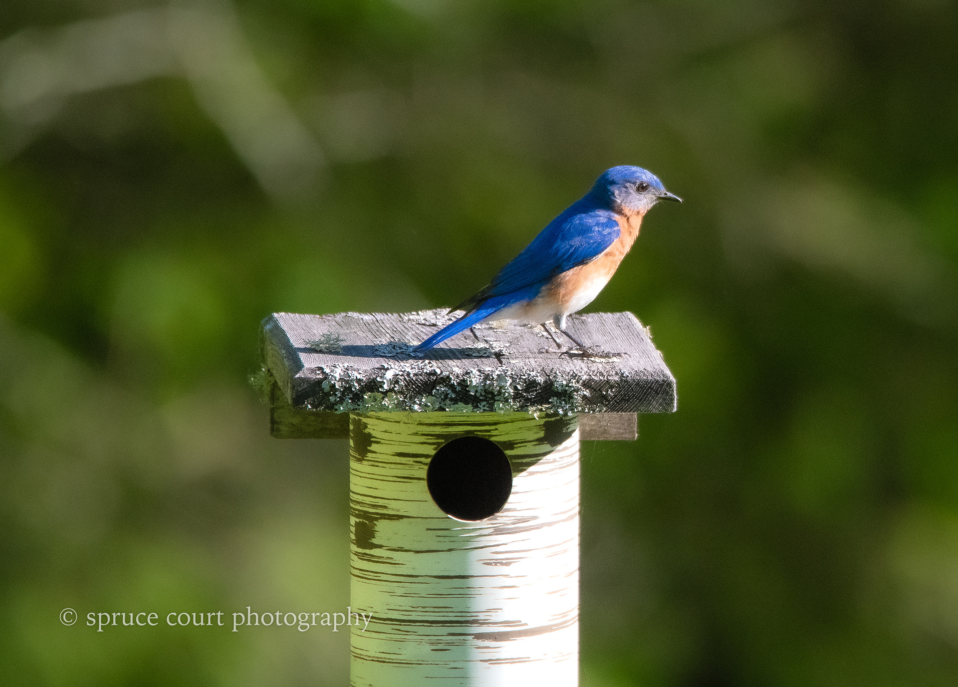 Eastern Bluebird
