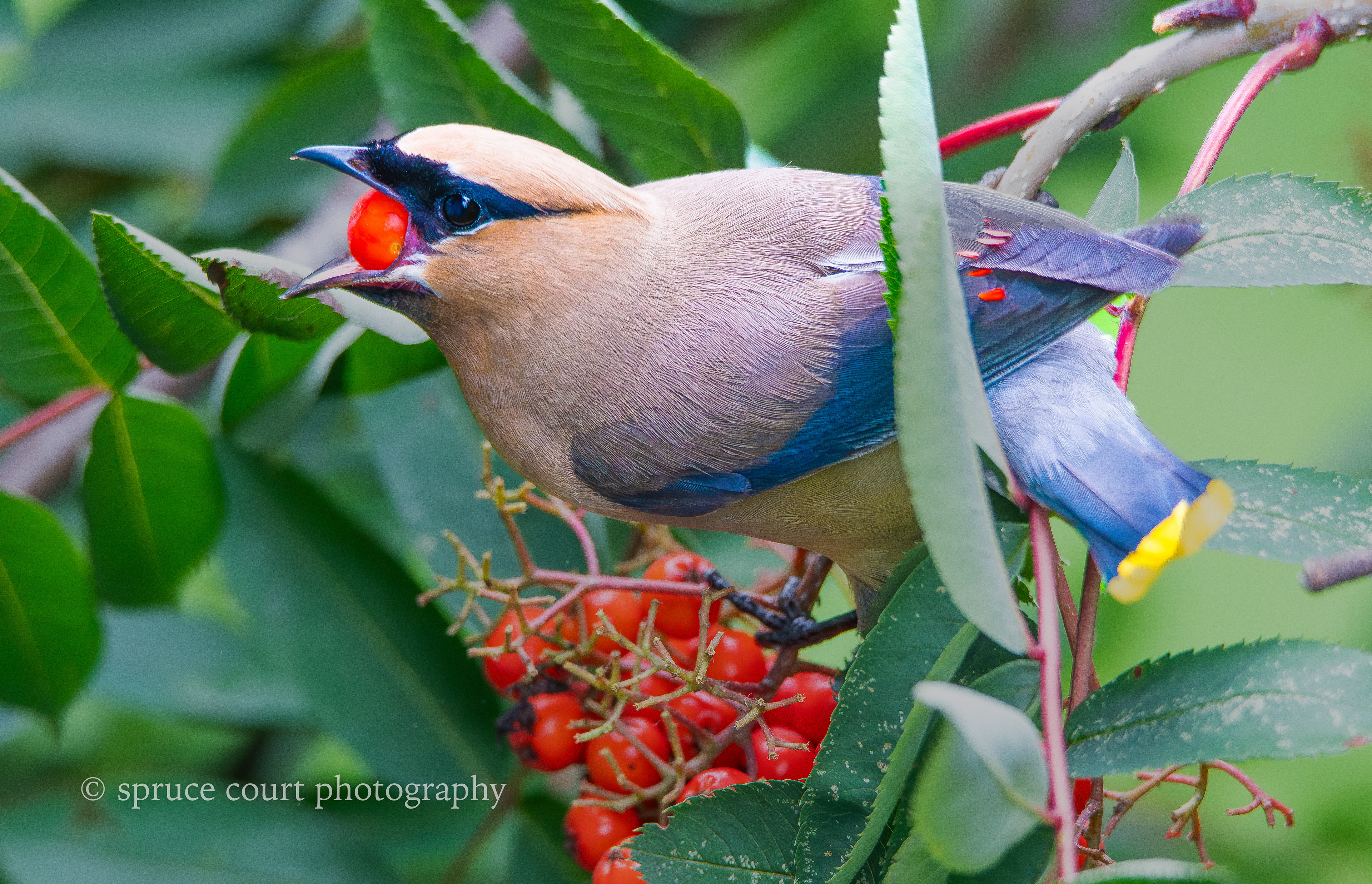 Cedar Waxwing