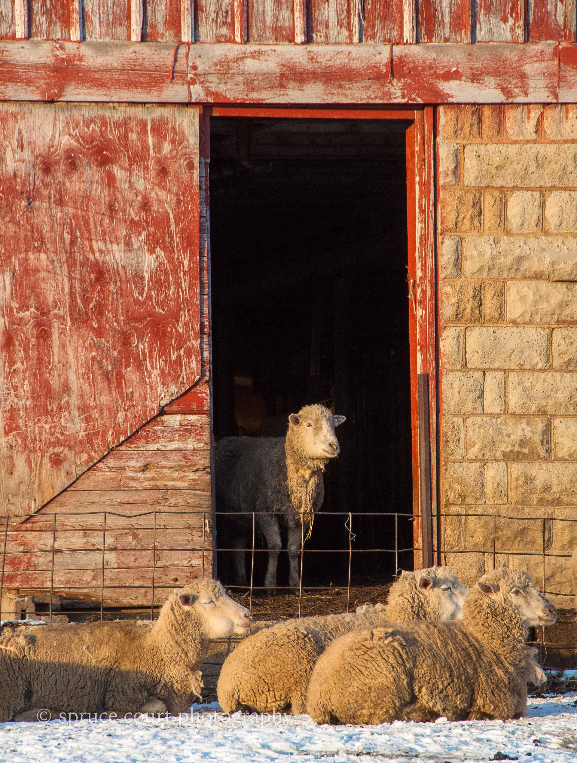 Sheep in the Doorway