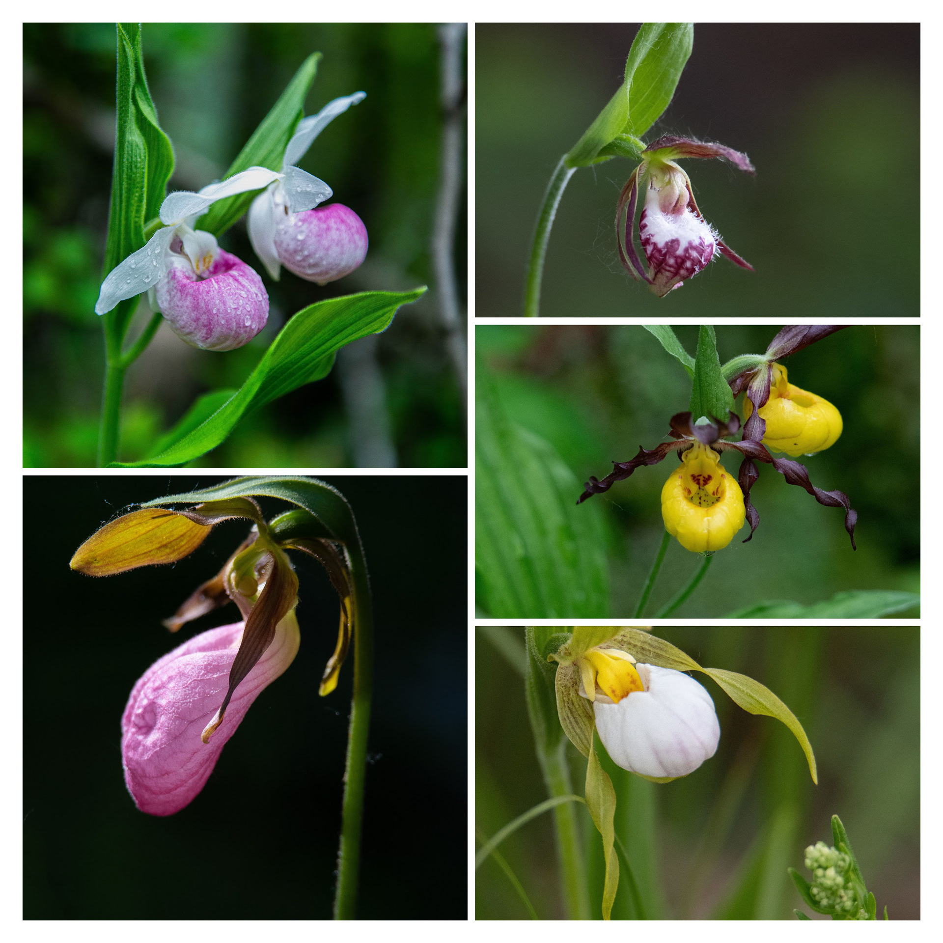 Minnesota Slipper Orchids series:  One each of Showy Lady's Slipper, Stemless (Pink) Lady's Slipper, Ram's Head Lady's Slipper, Small Yellow Lady's Slipper and Small White Lady's Slipper