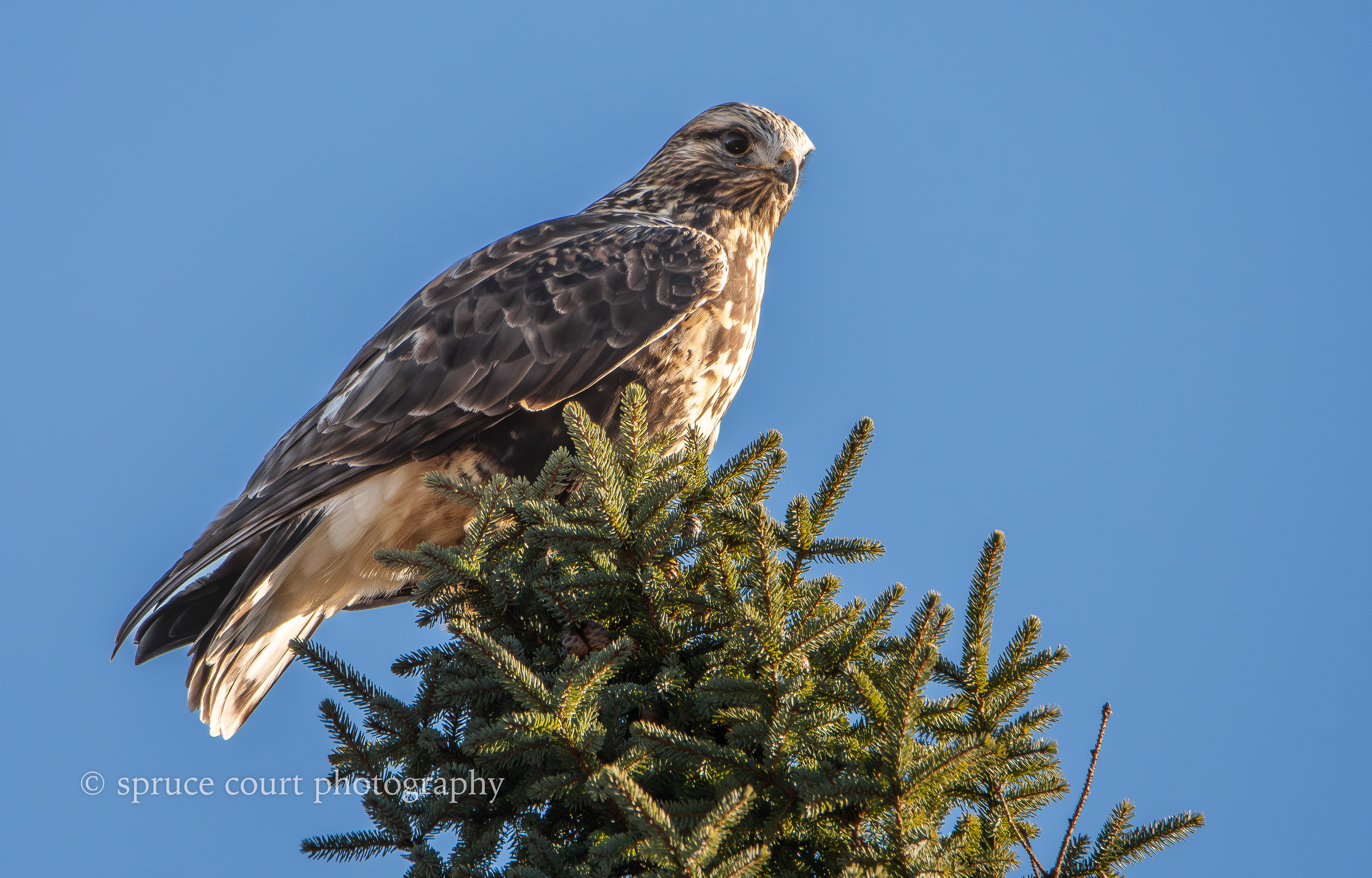 Rough-legged Hawk