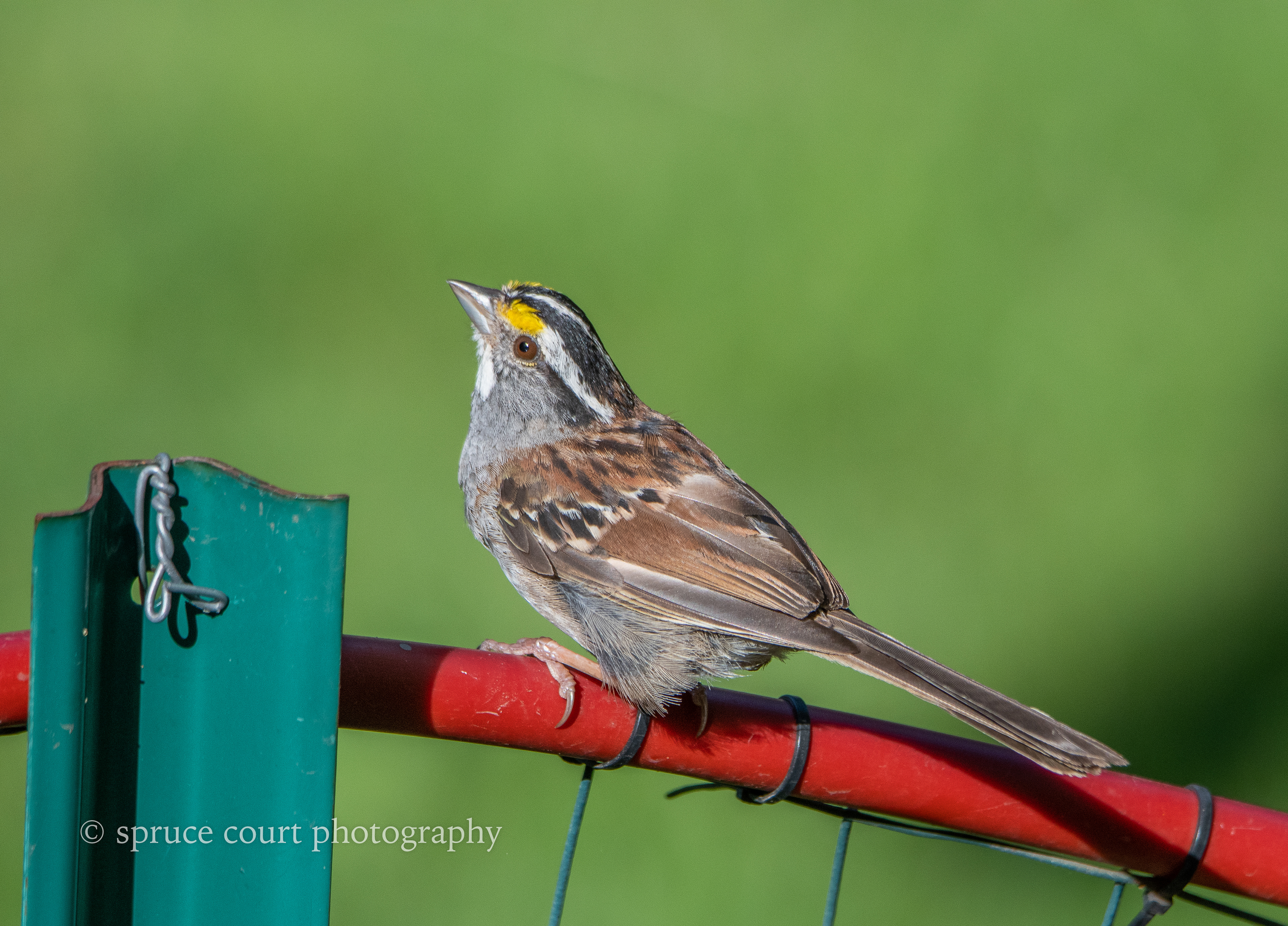 White-throated Sparrow