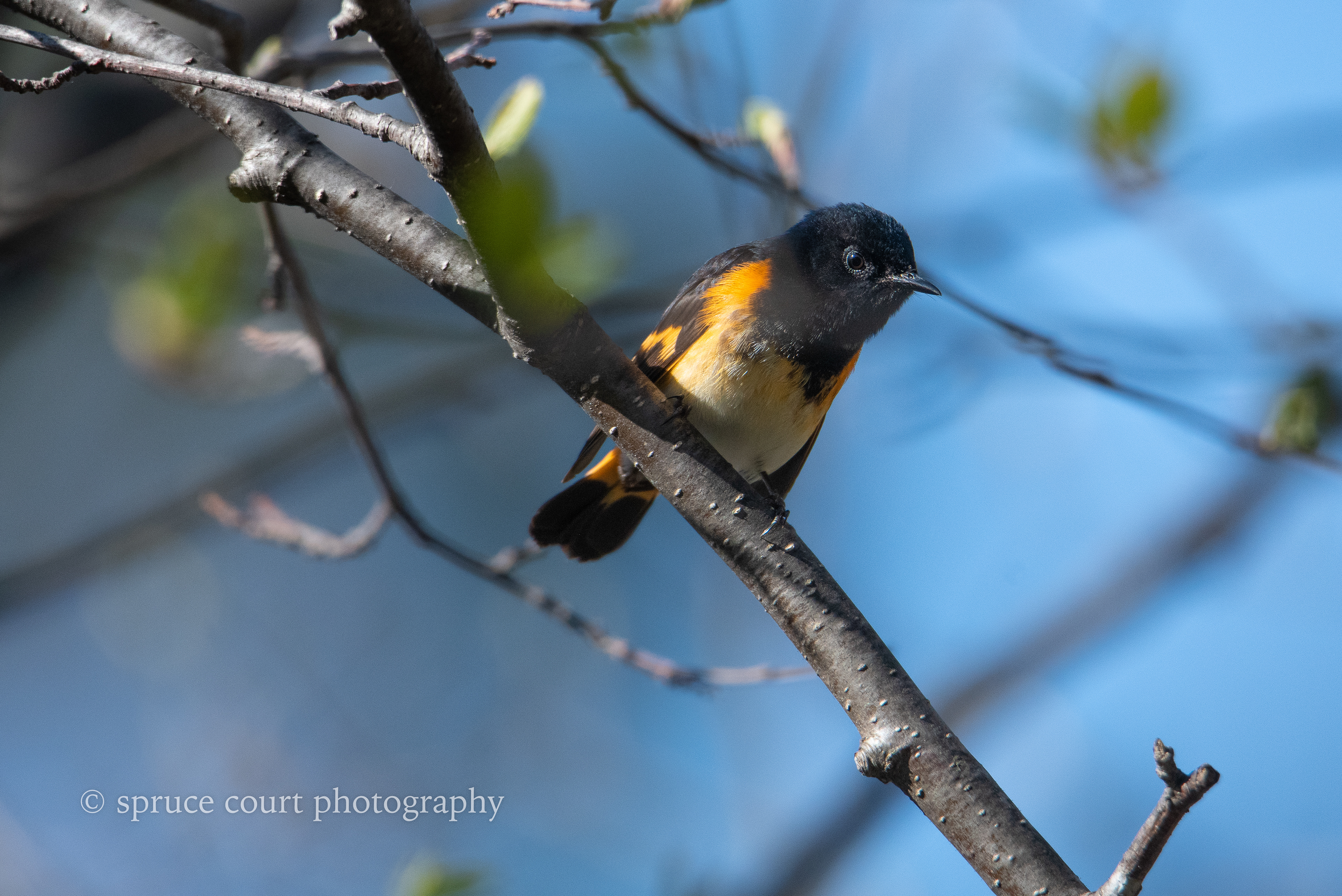 American Redstart