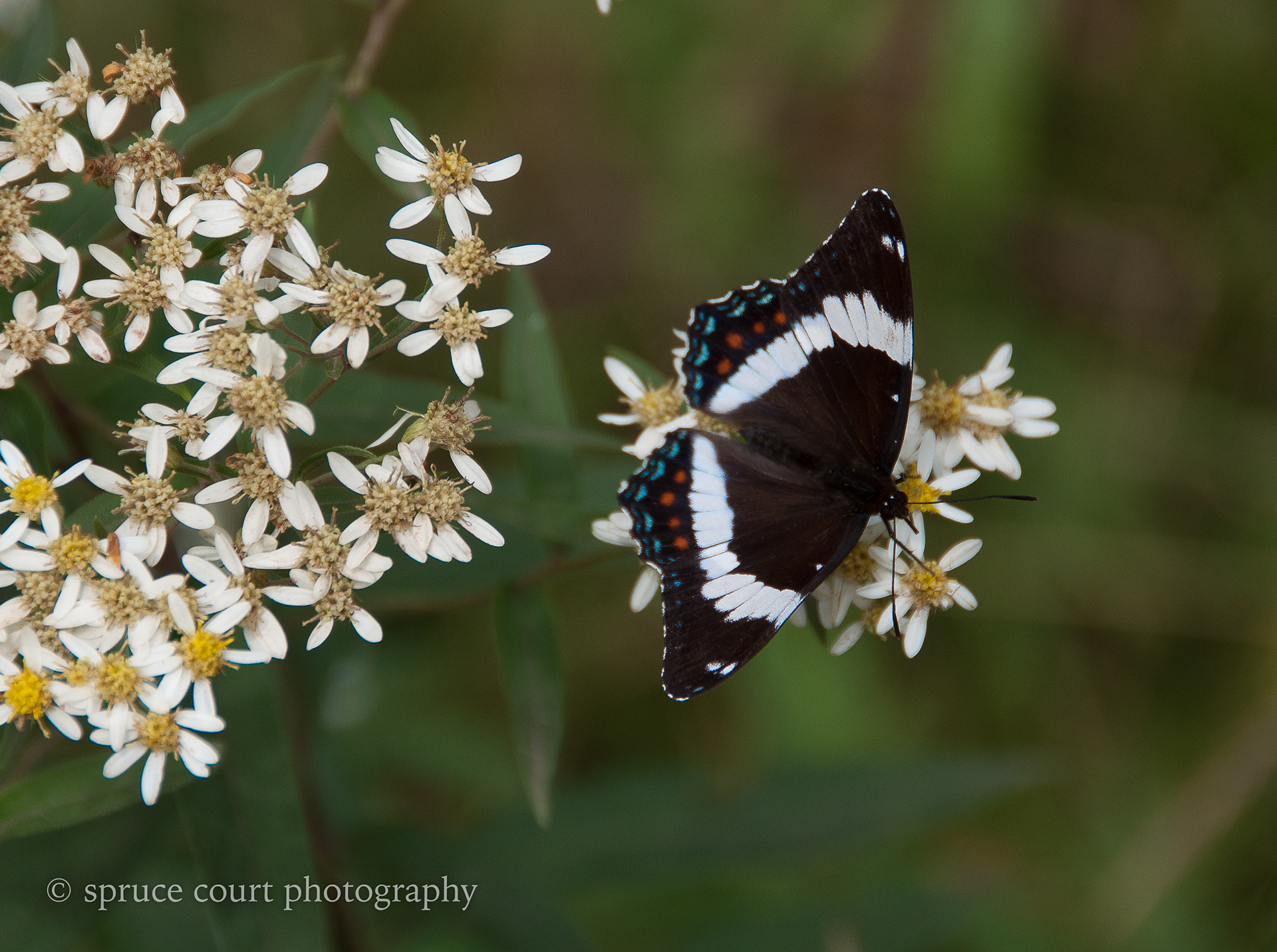 White Admiral Butterfly