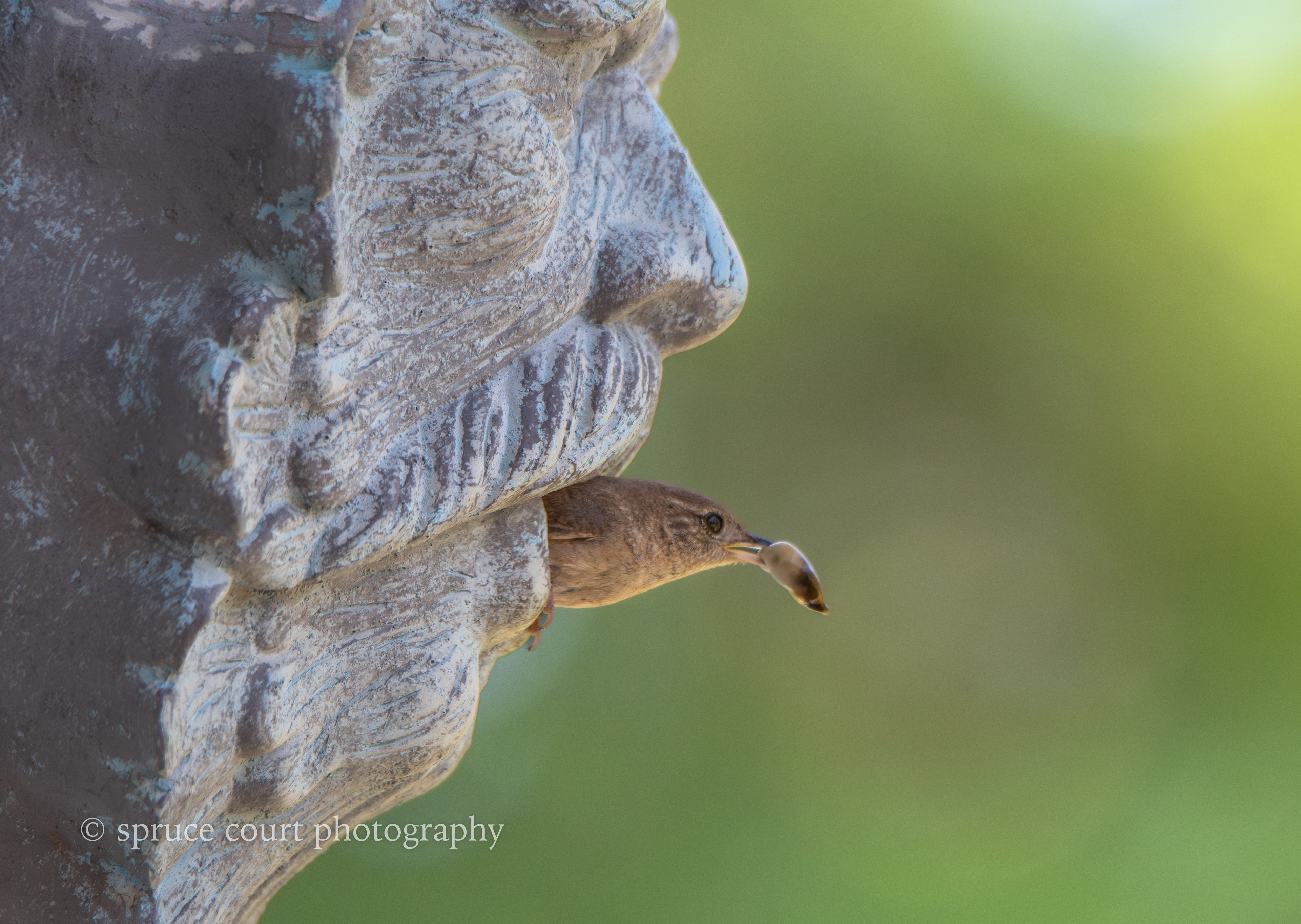 House Wren