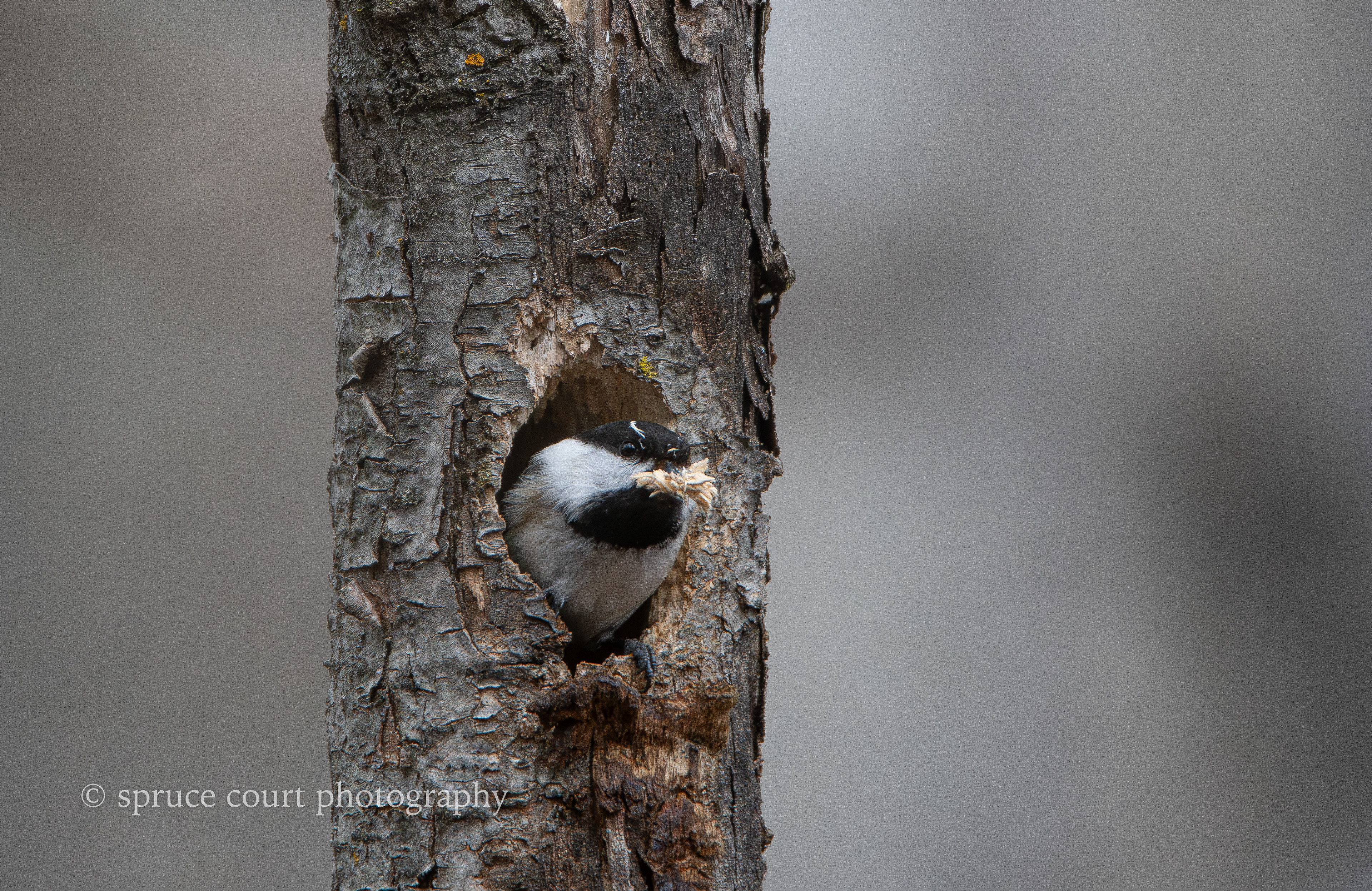 Black-capped Chickadee