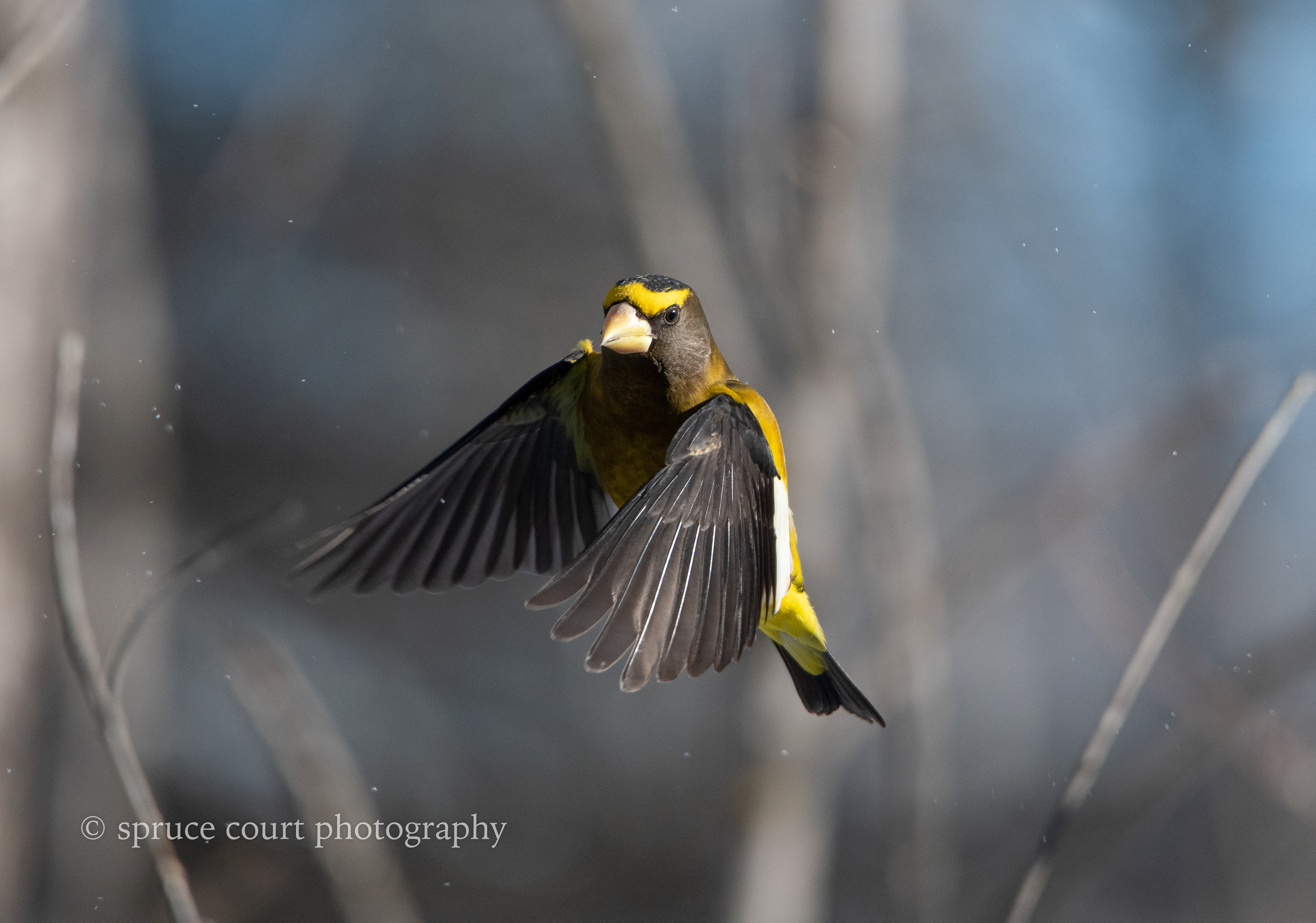 Evening Grosbeak