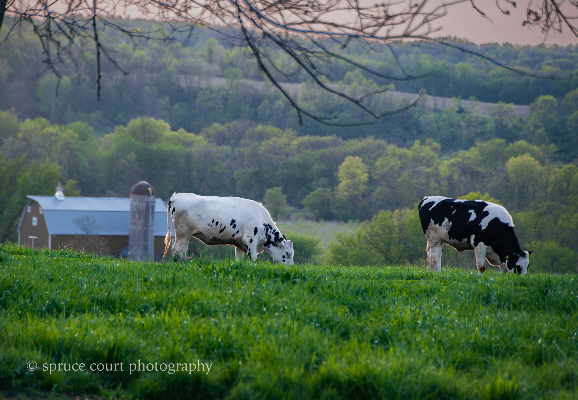 Cows in the Pasture