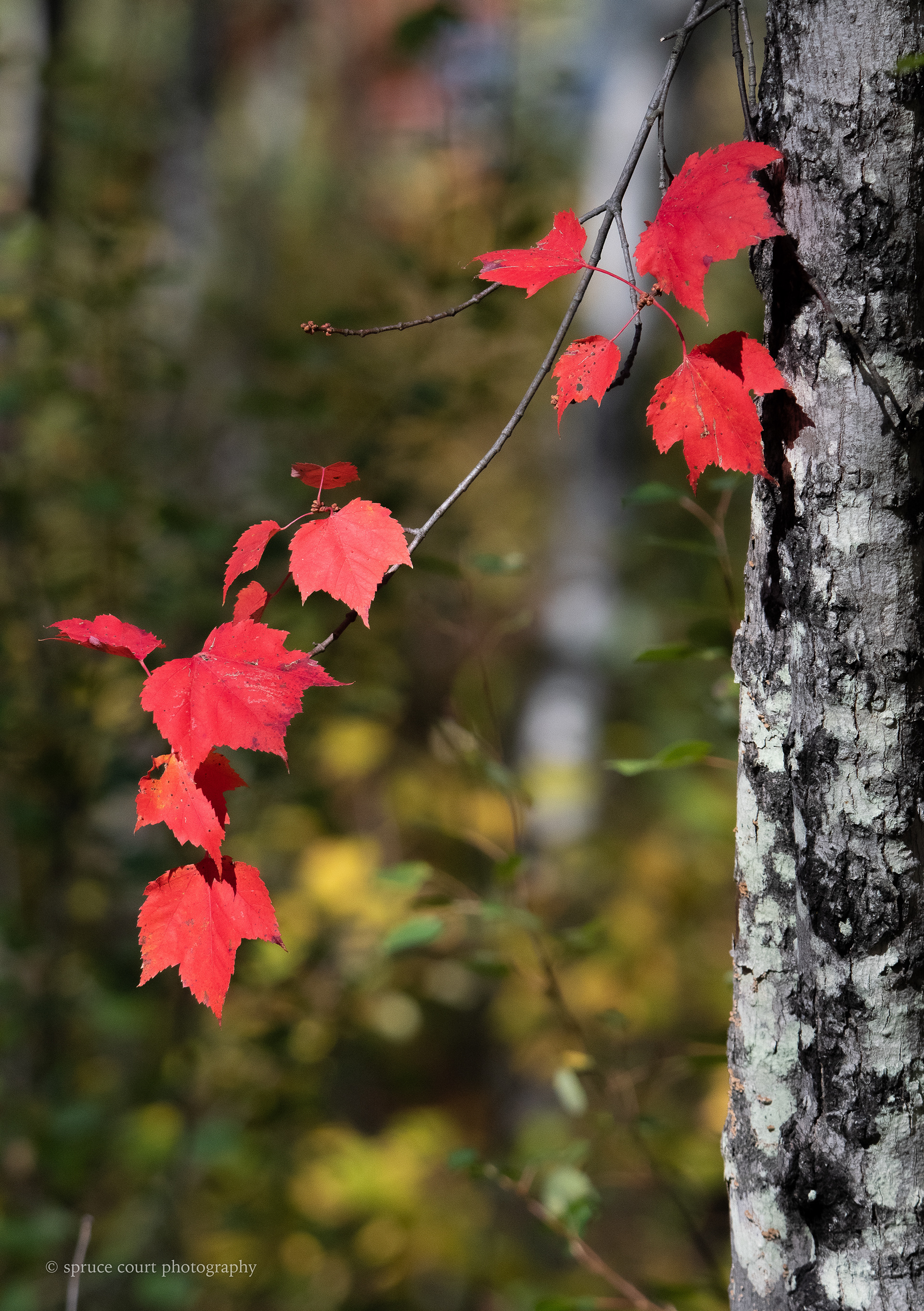 Fall Colors on the Echo Trail #11