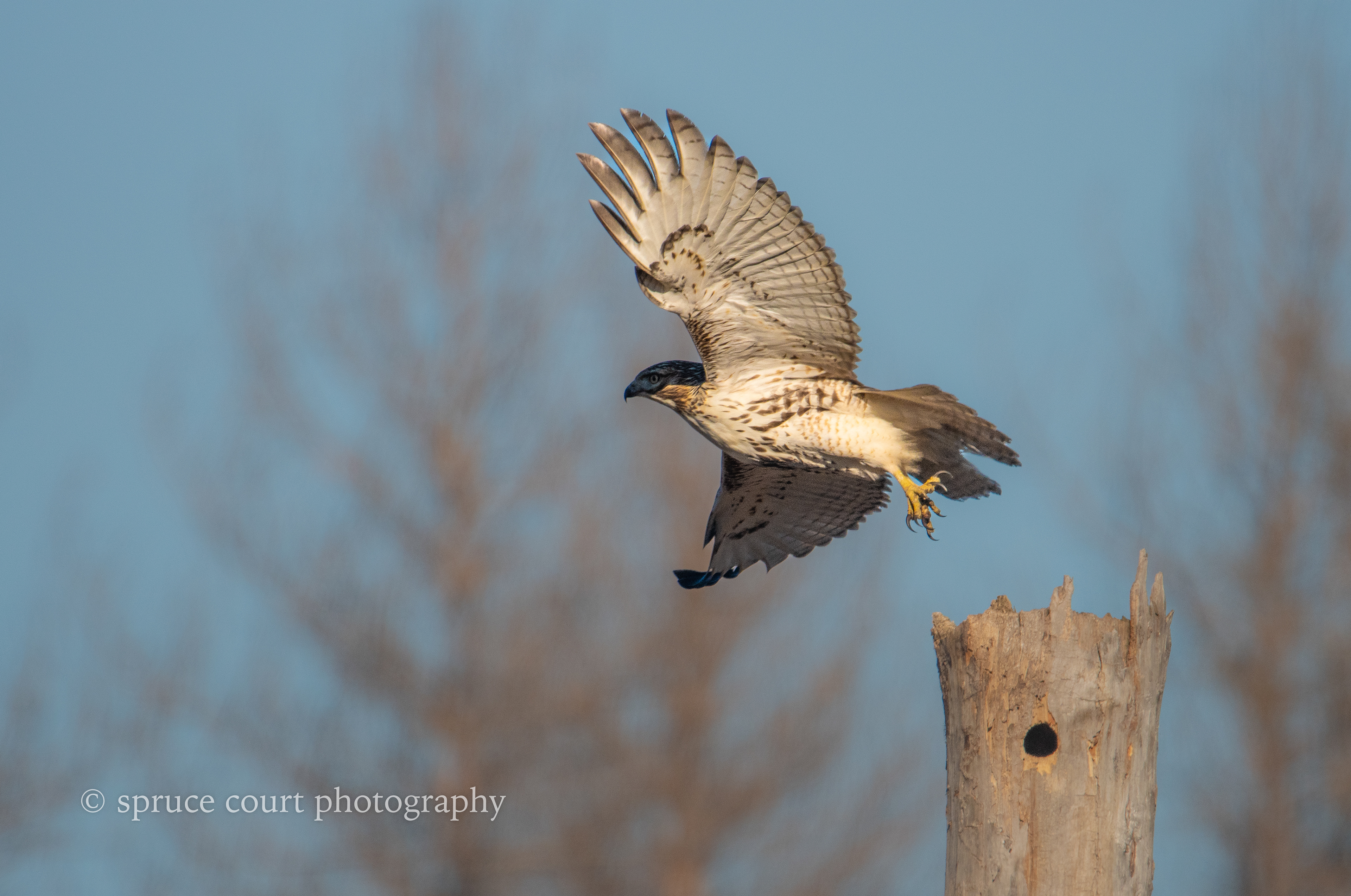 Red-tailed Hawk, juvenile