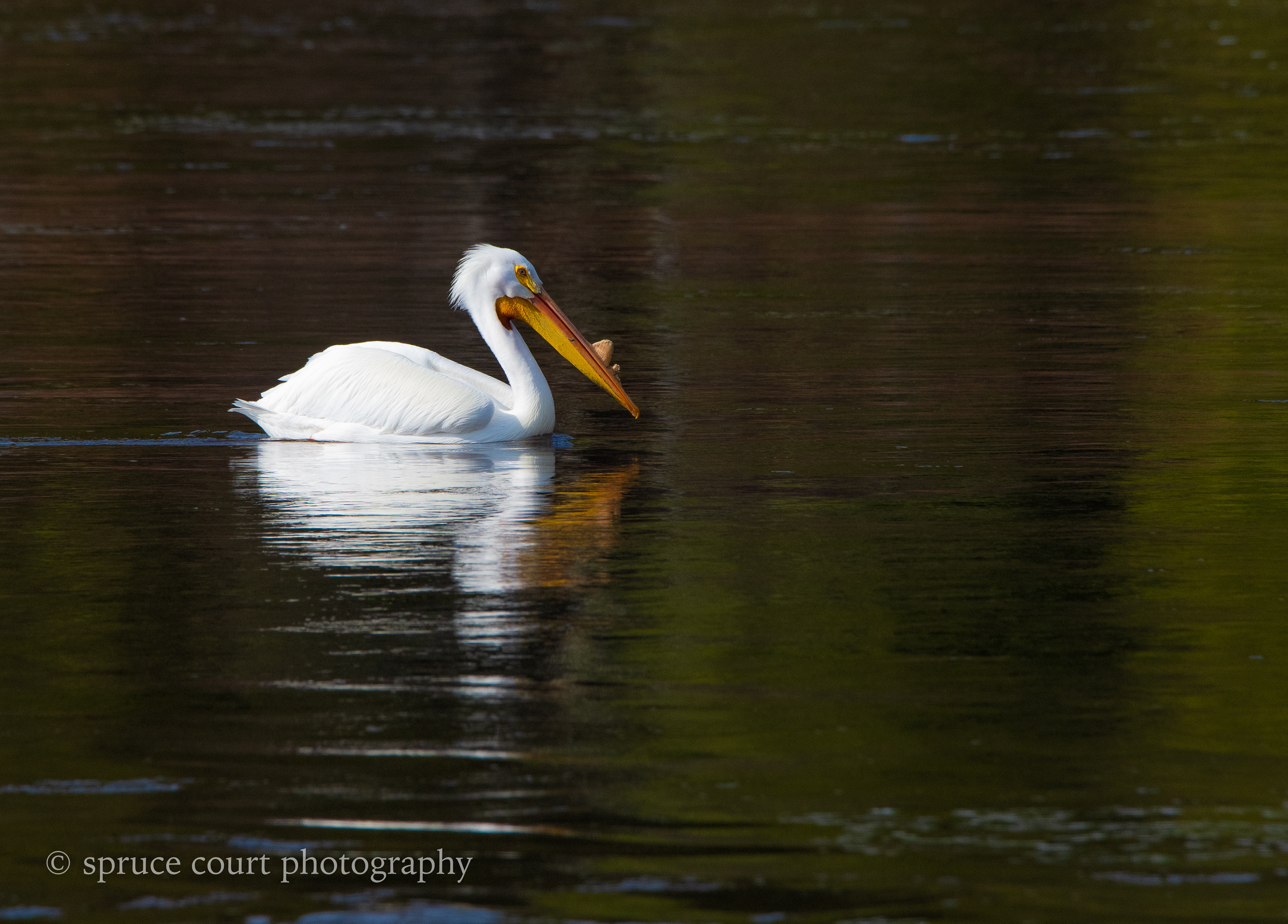 American White Pelican 5