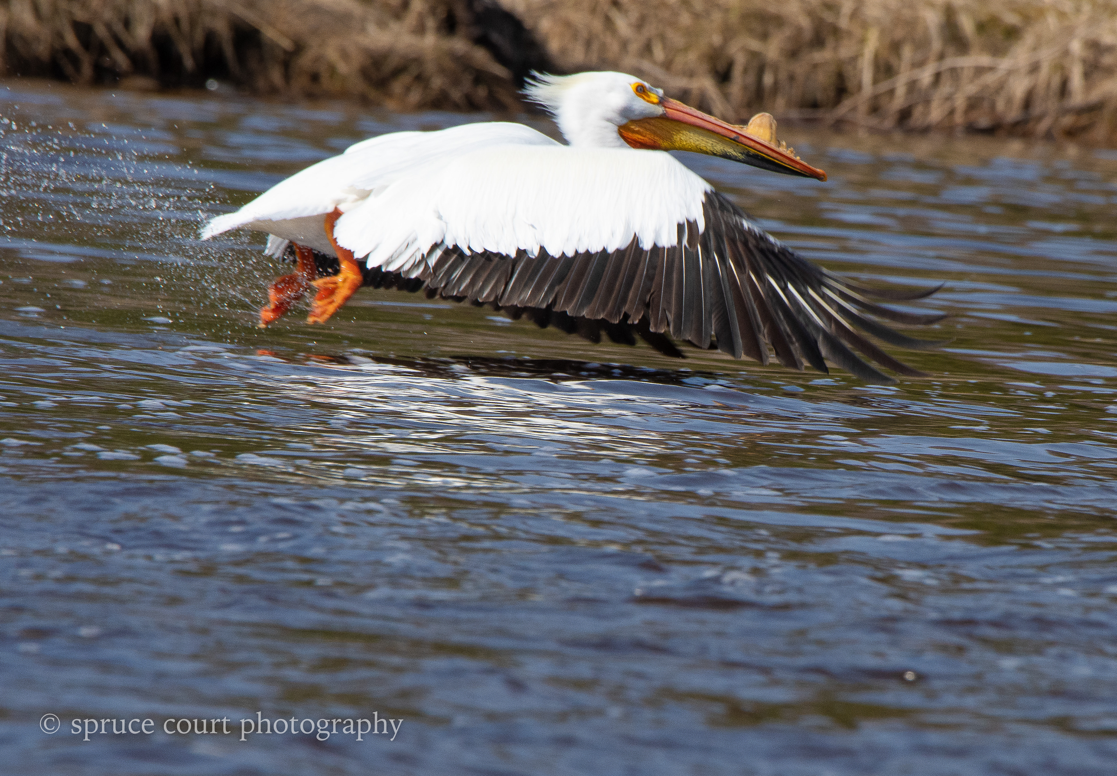 American White Pelican 4