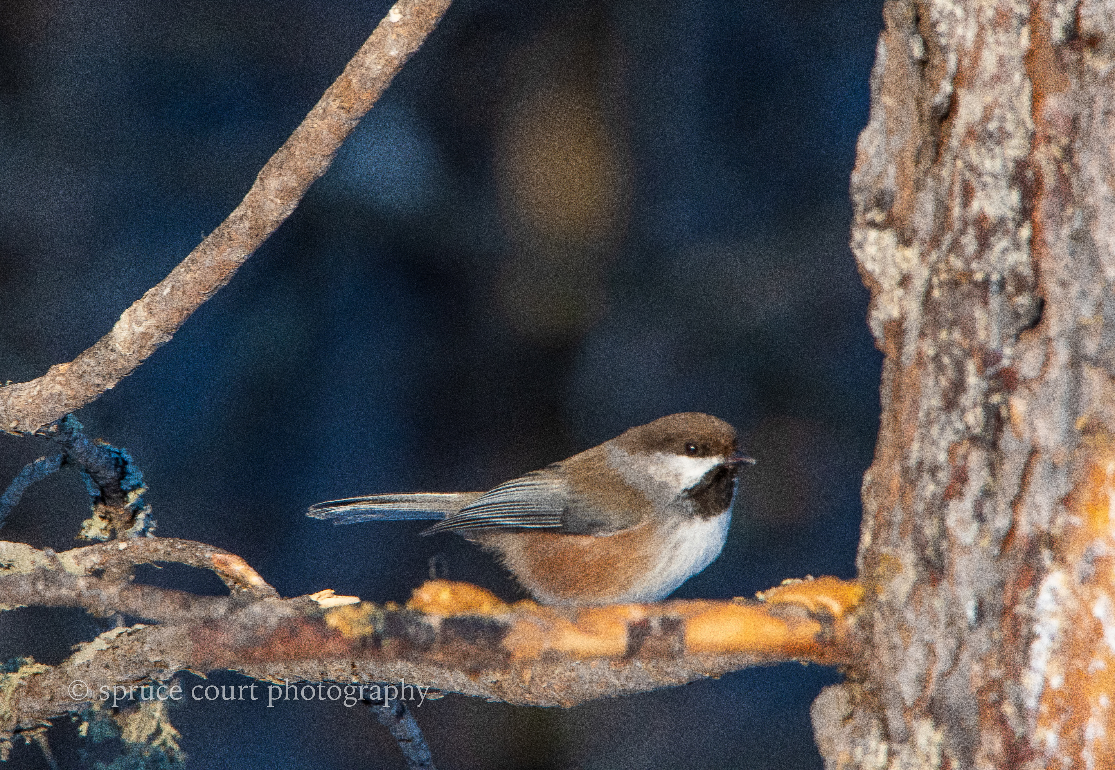 Boreal Chickadee 3
