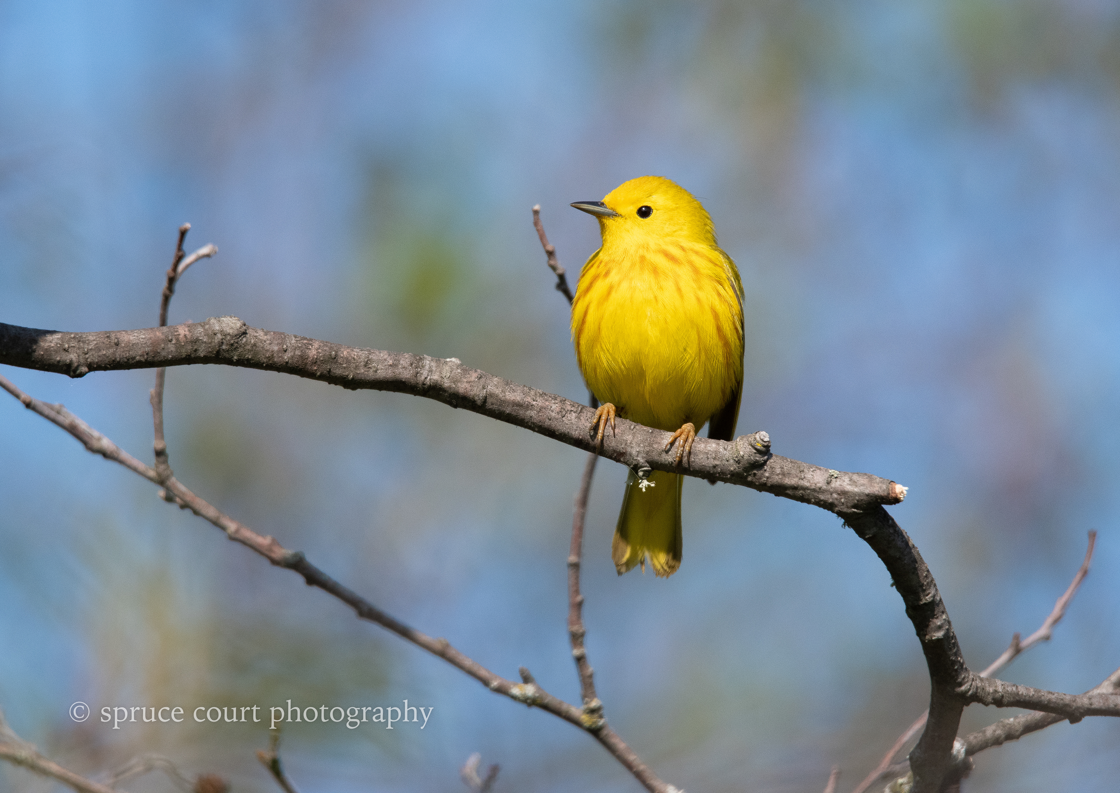 Yellow Warbler