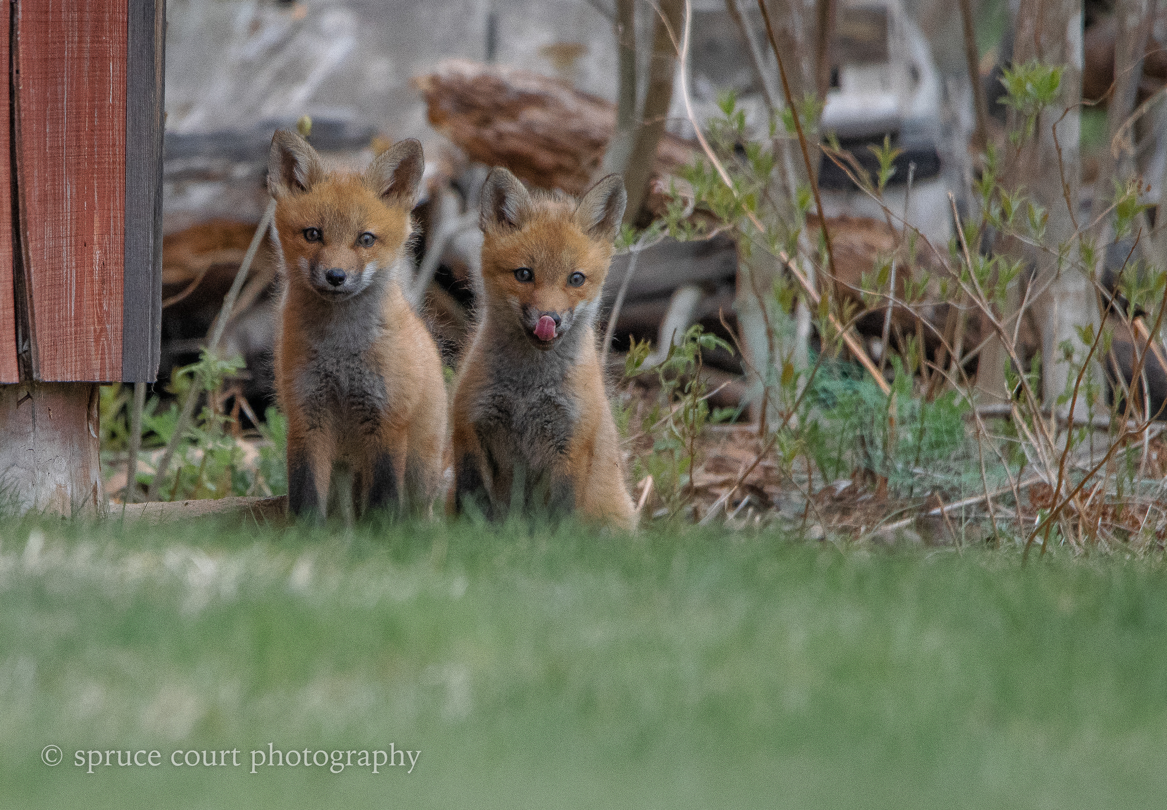 Two Fox Pups 30
