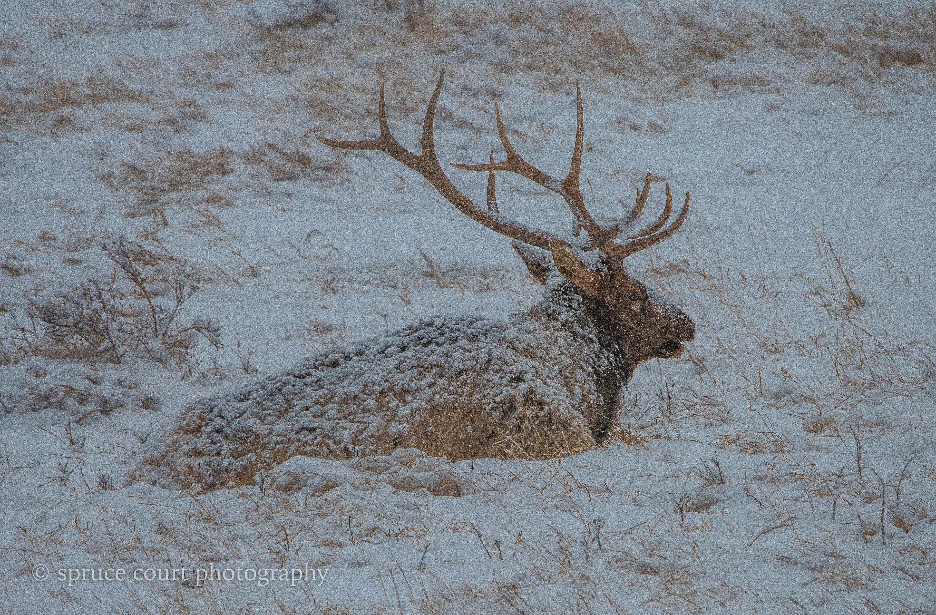 Elk in the Snow