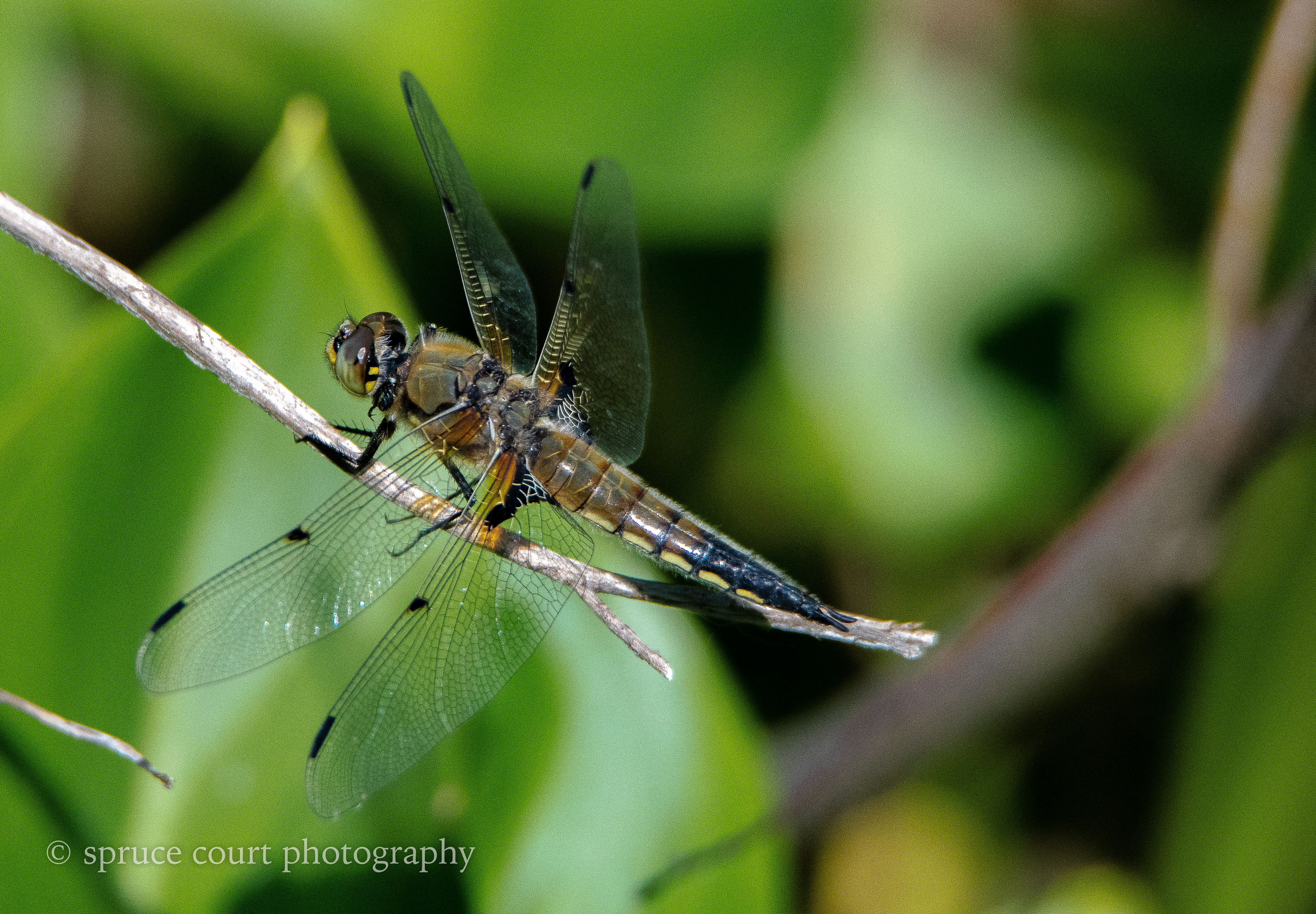 Four-spotted Skimmer Dragonfly
