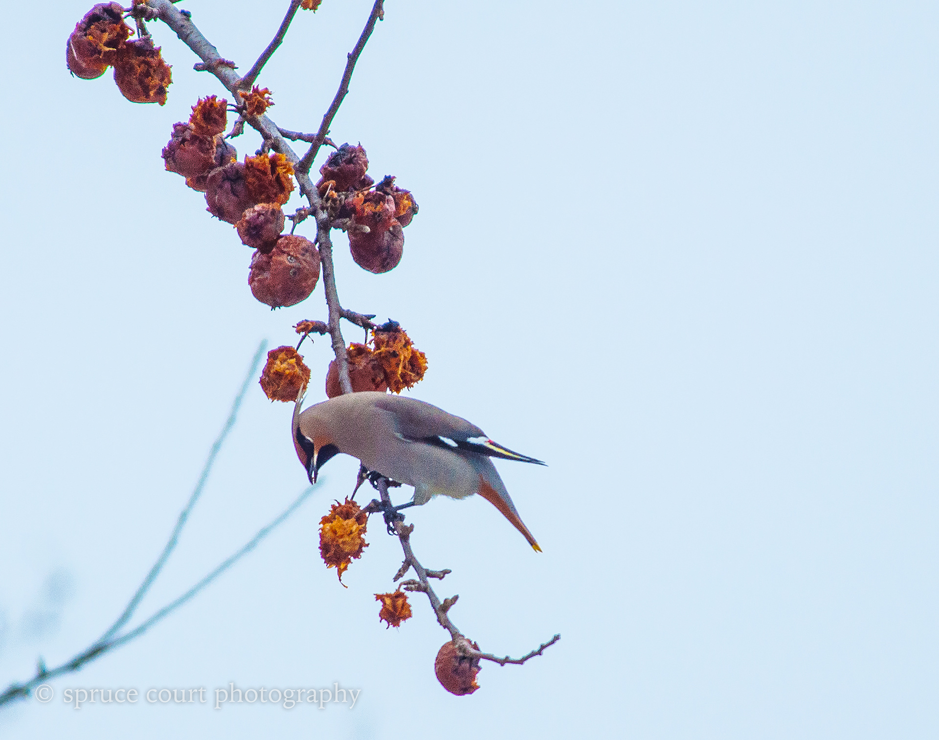 Bohemian Waxwing on Apple Tree 2