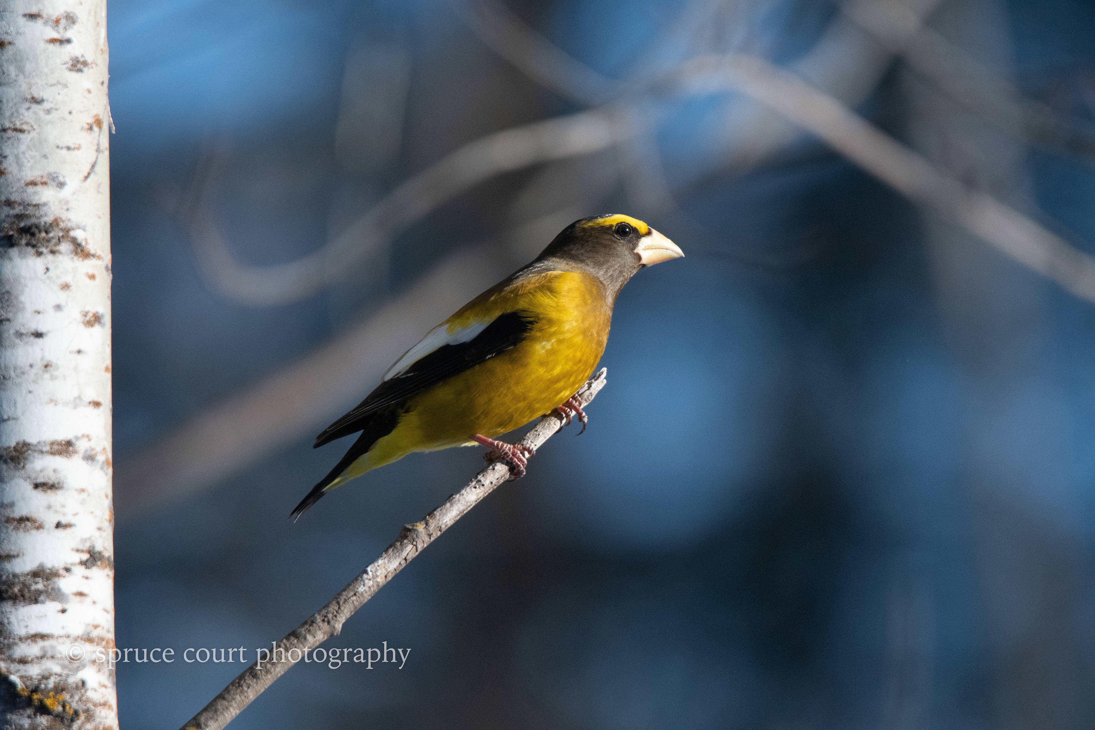 Evening Grosbeak