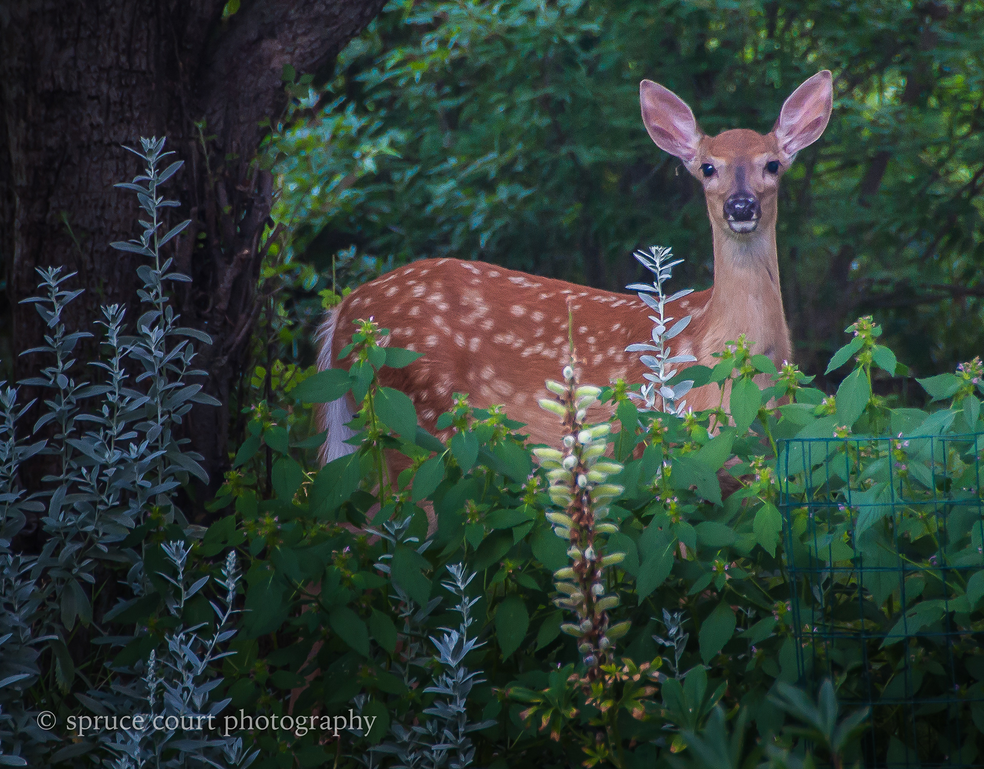 Fawn in the Yard