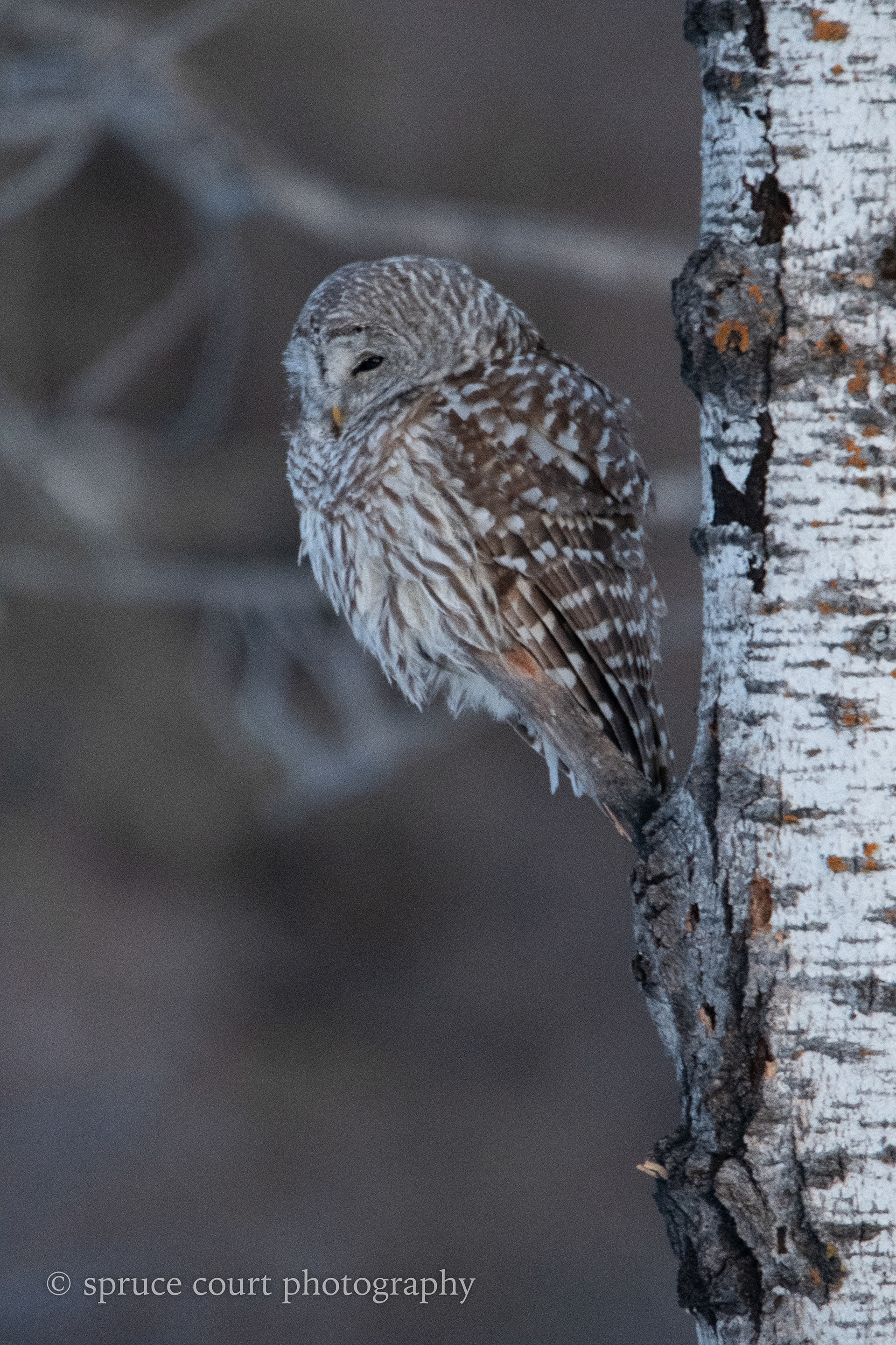 Barred Owl at Dawn