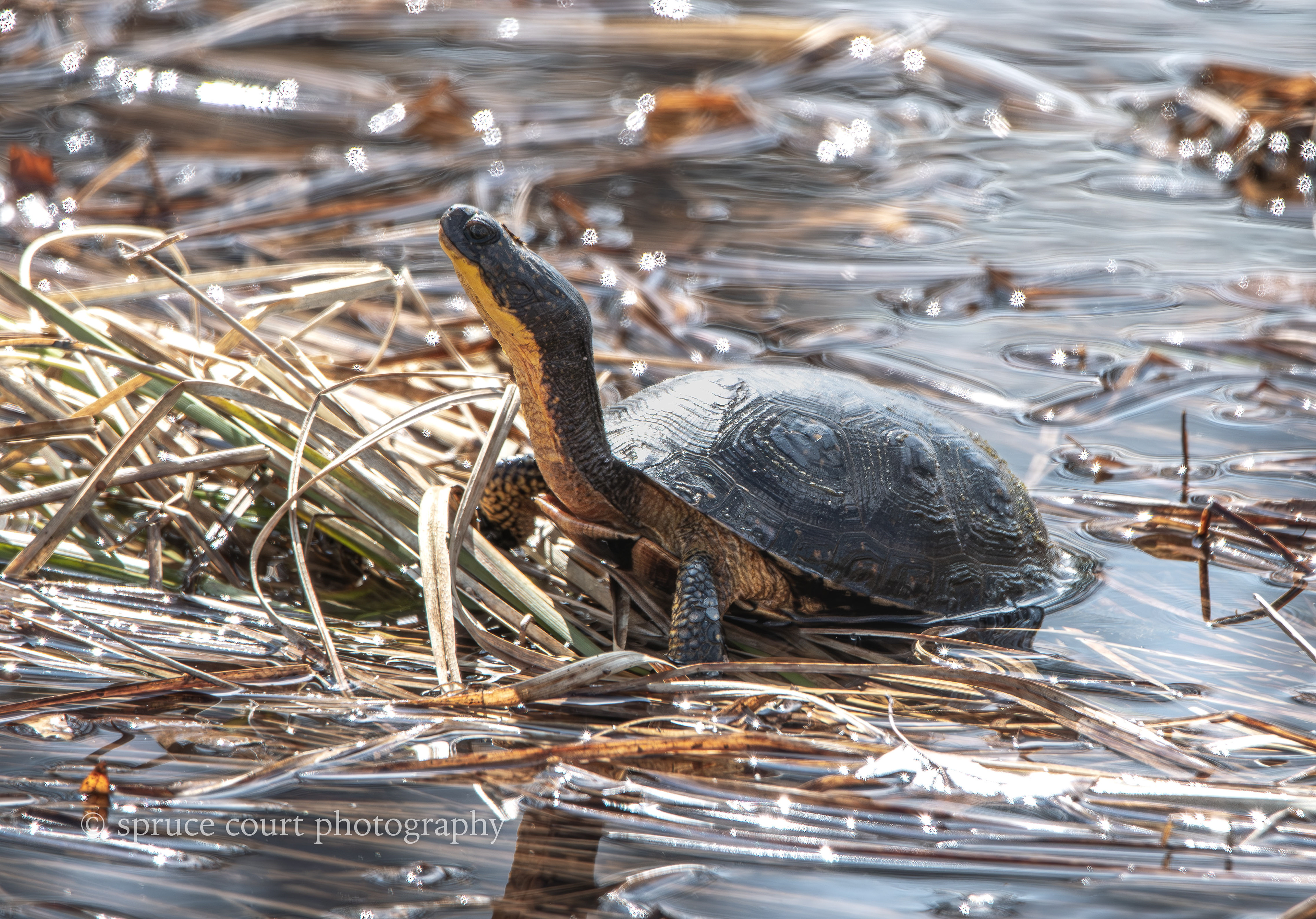 Blanding's Turtle 1