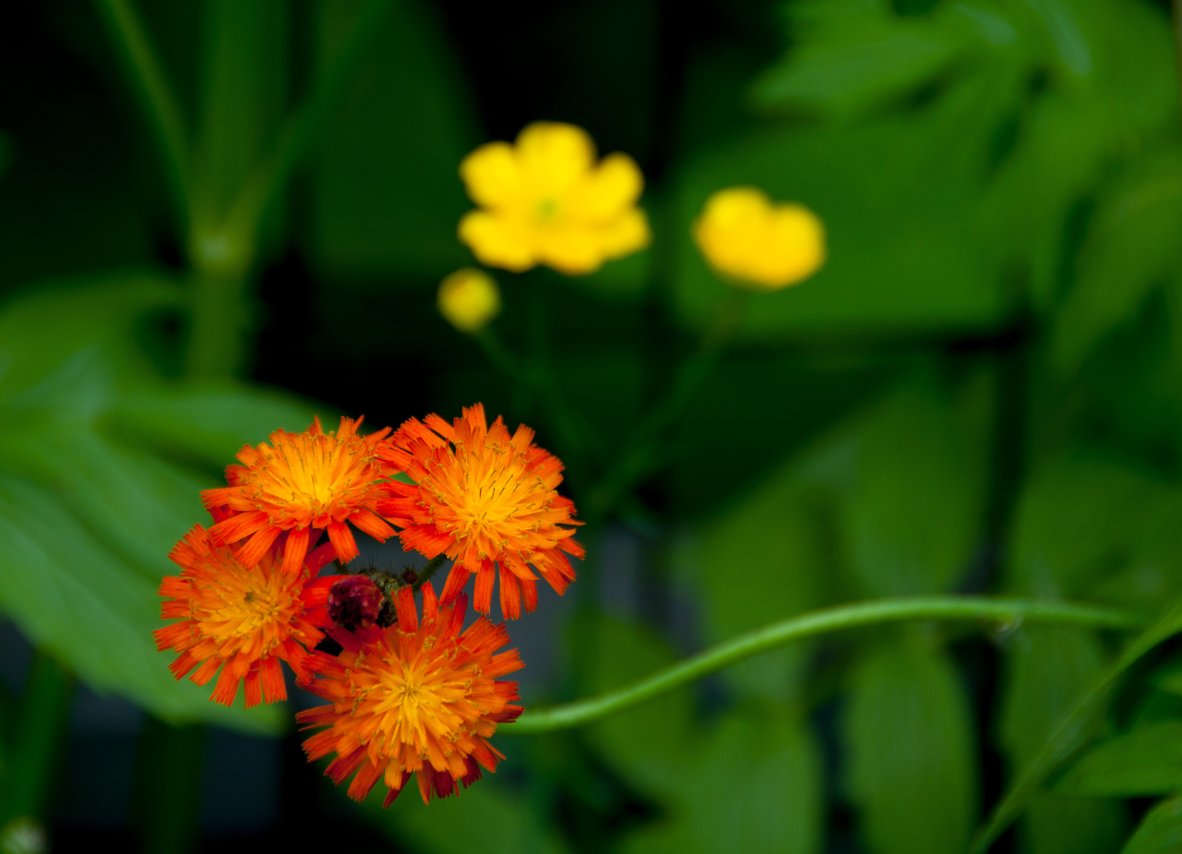 Orange Hawkweed and Buttercup