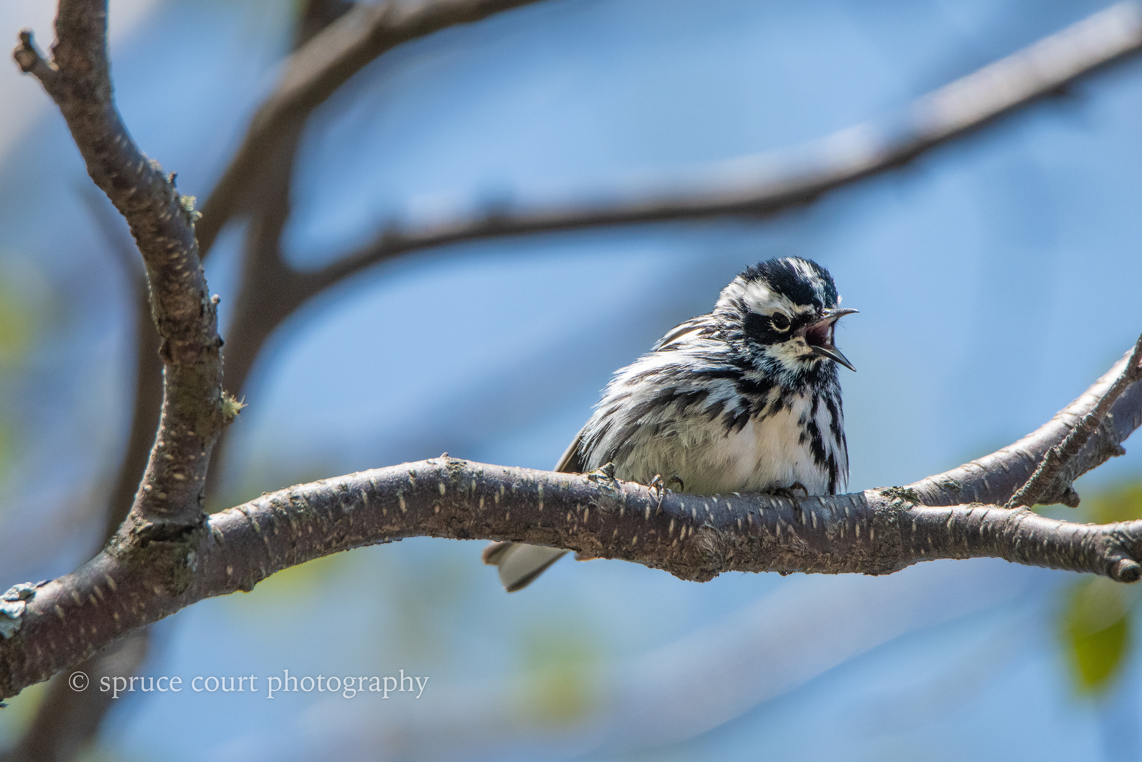 Black and White Warbler