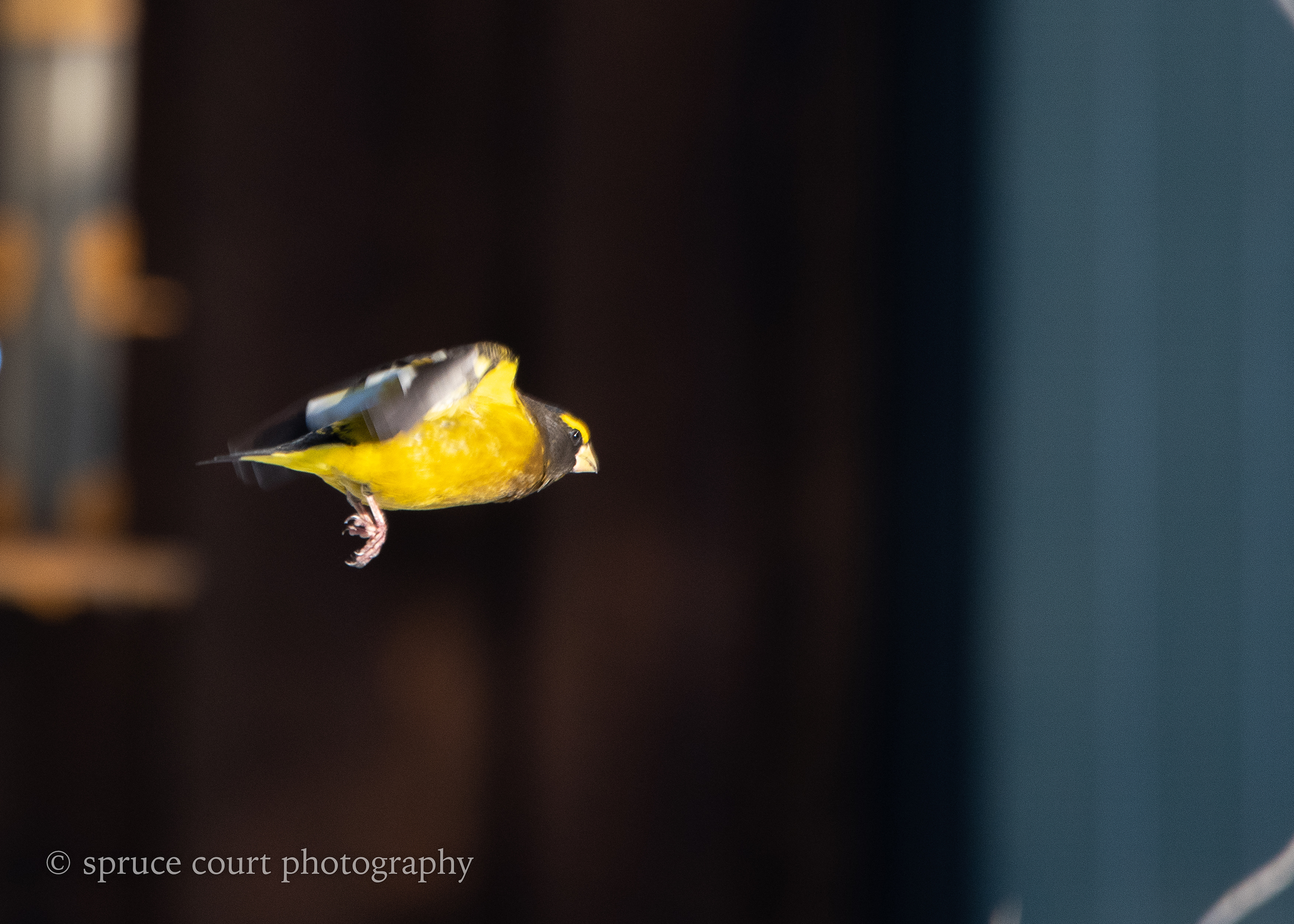 Evening Grosbeak in Flight