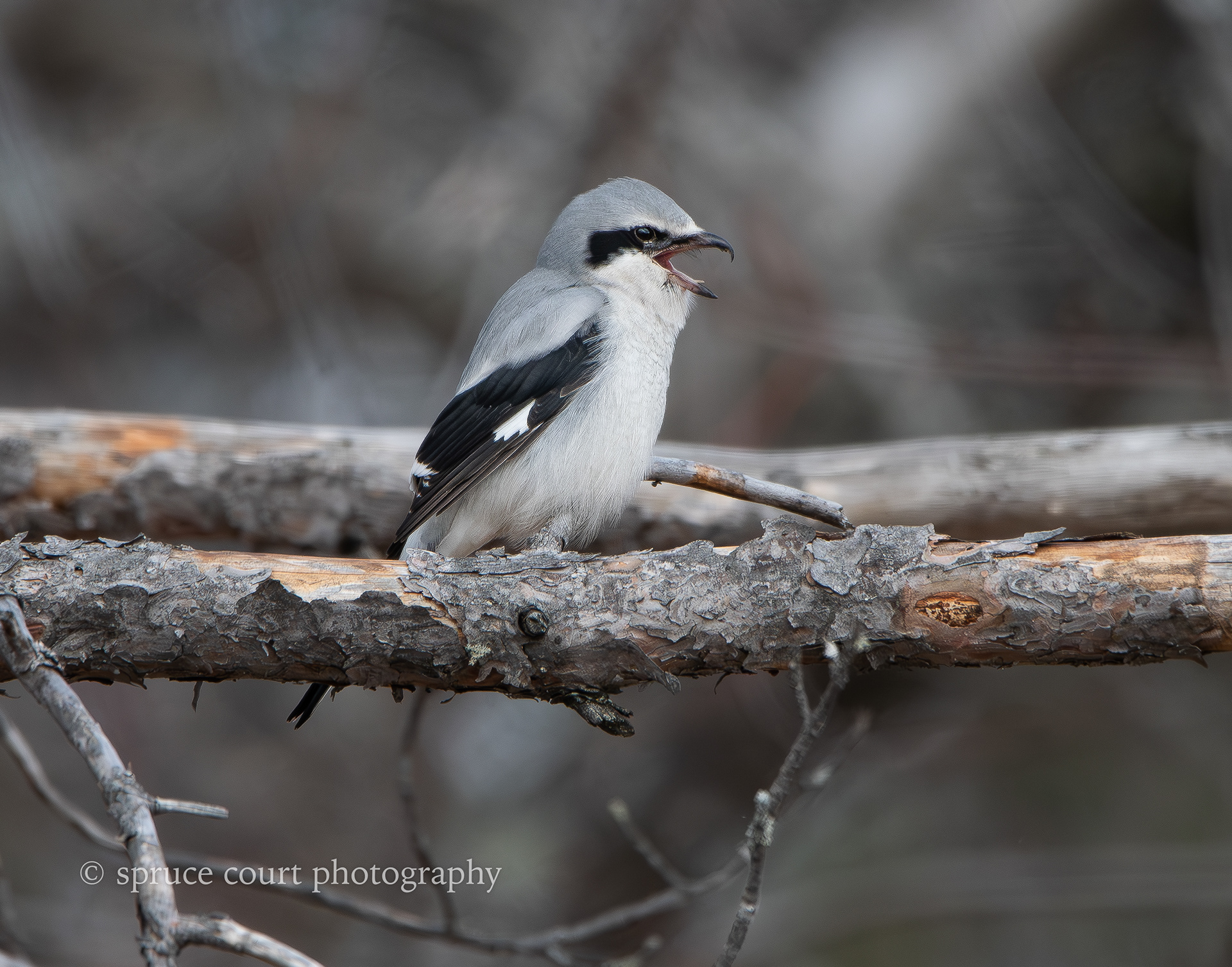 Northern Shrike