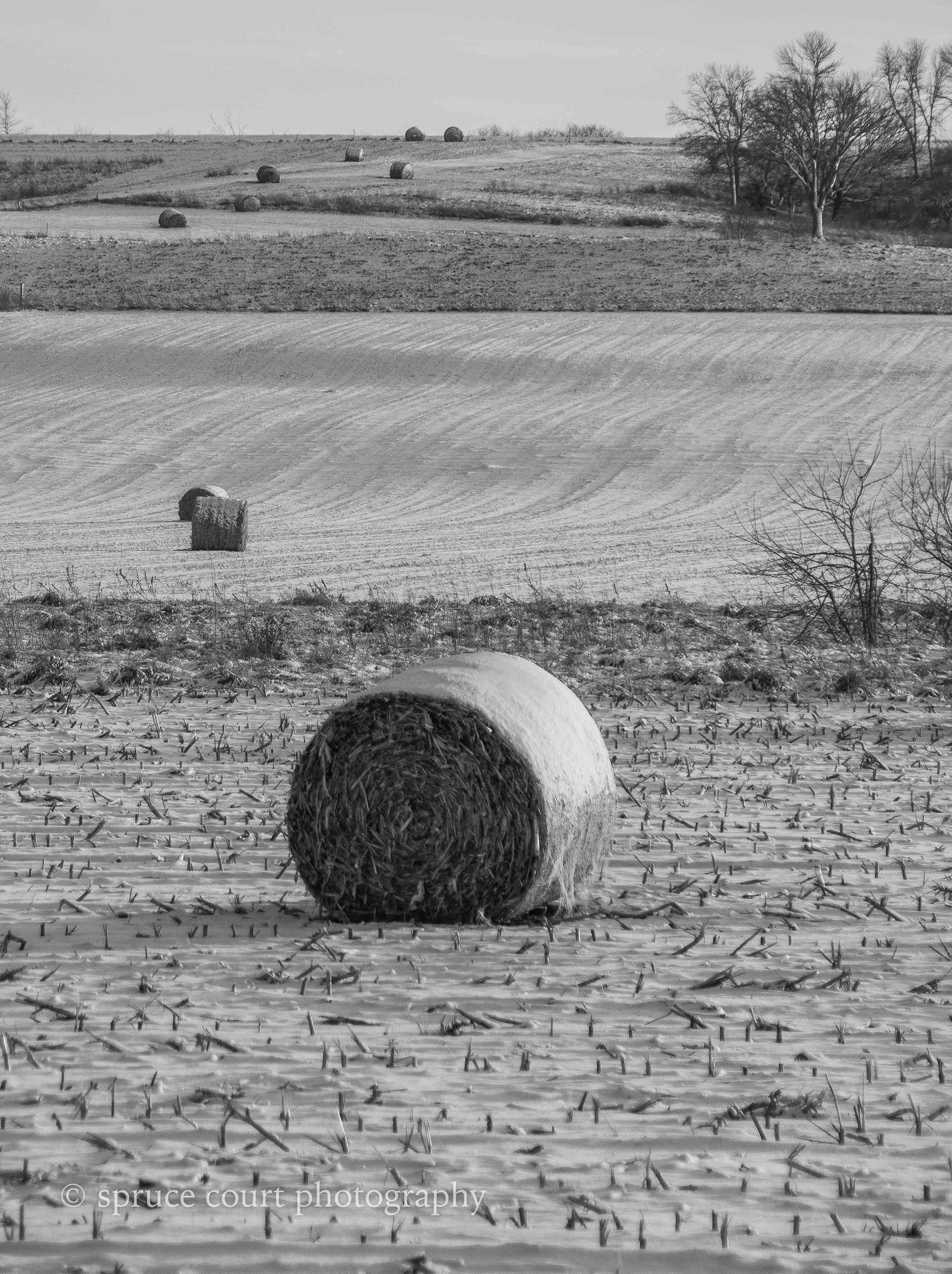 End of Harvest Black and White