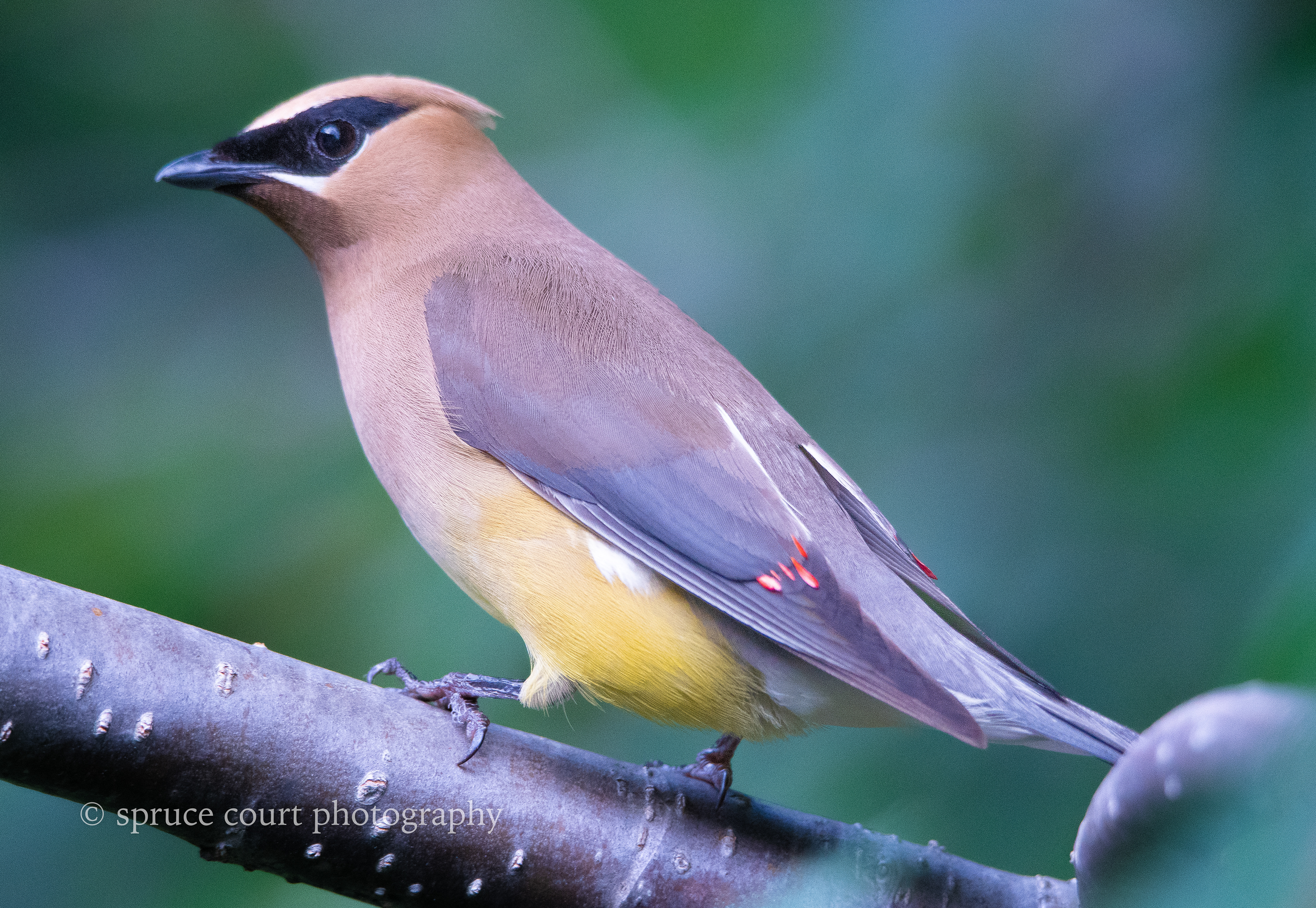 Cedar Waxwing