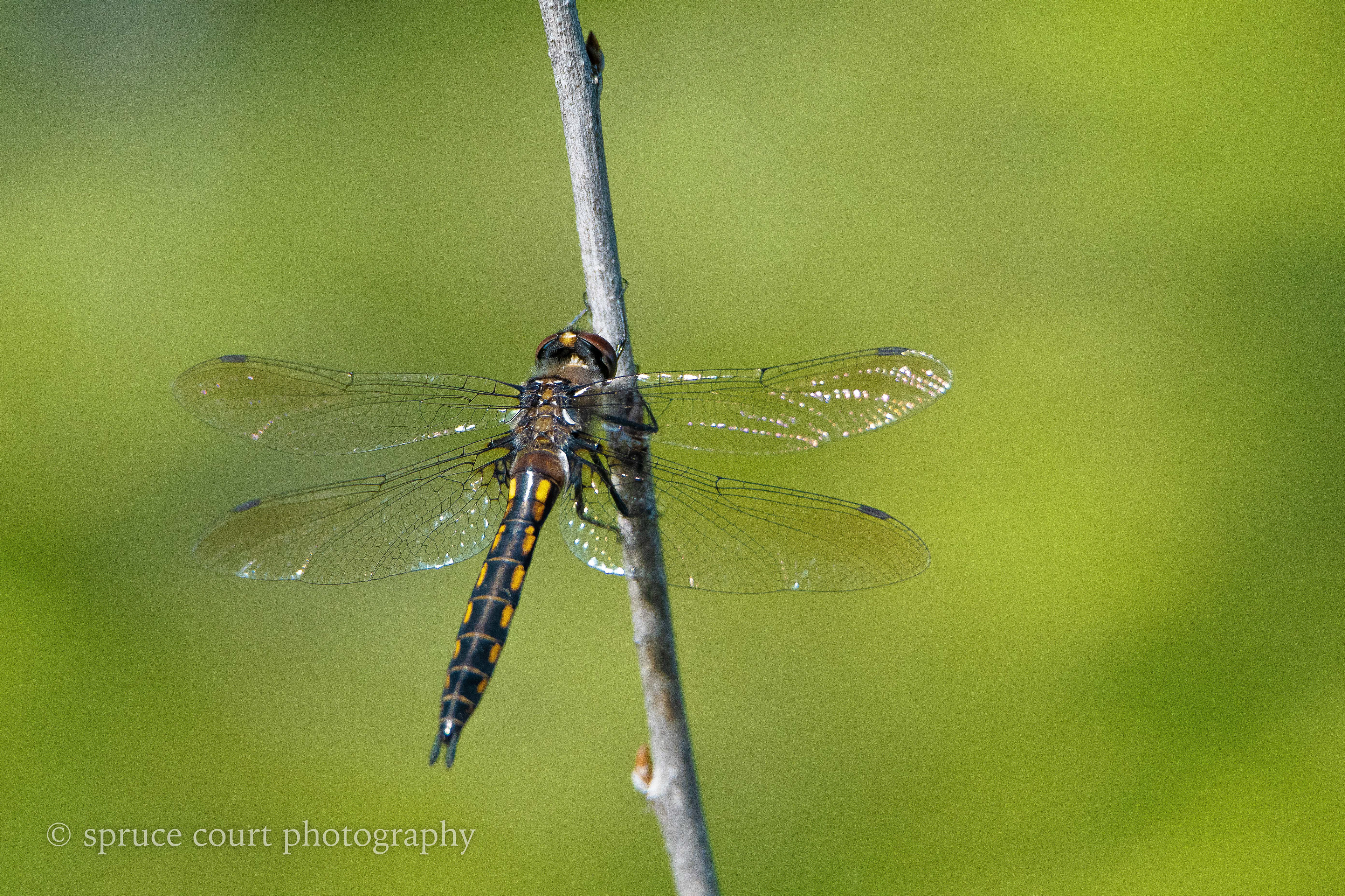 Spiny Baskettail Dragonfly 4