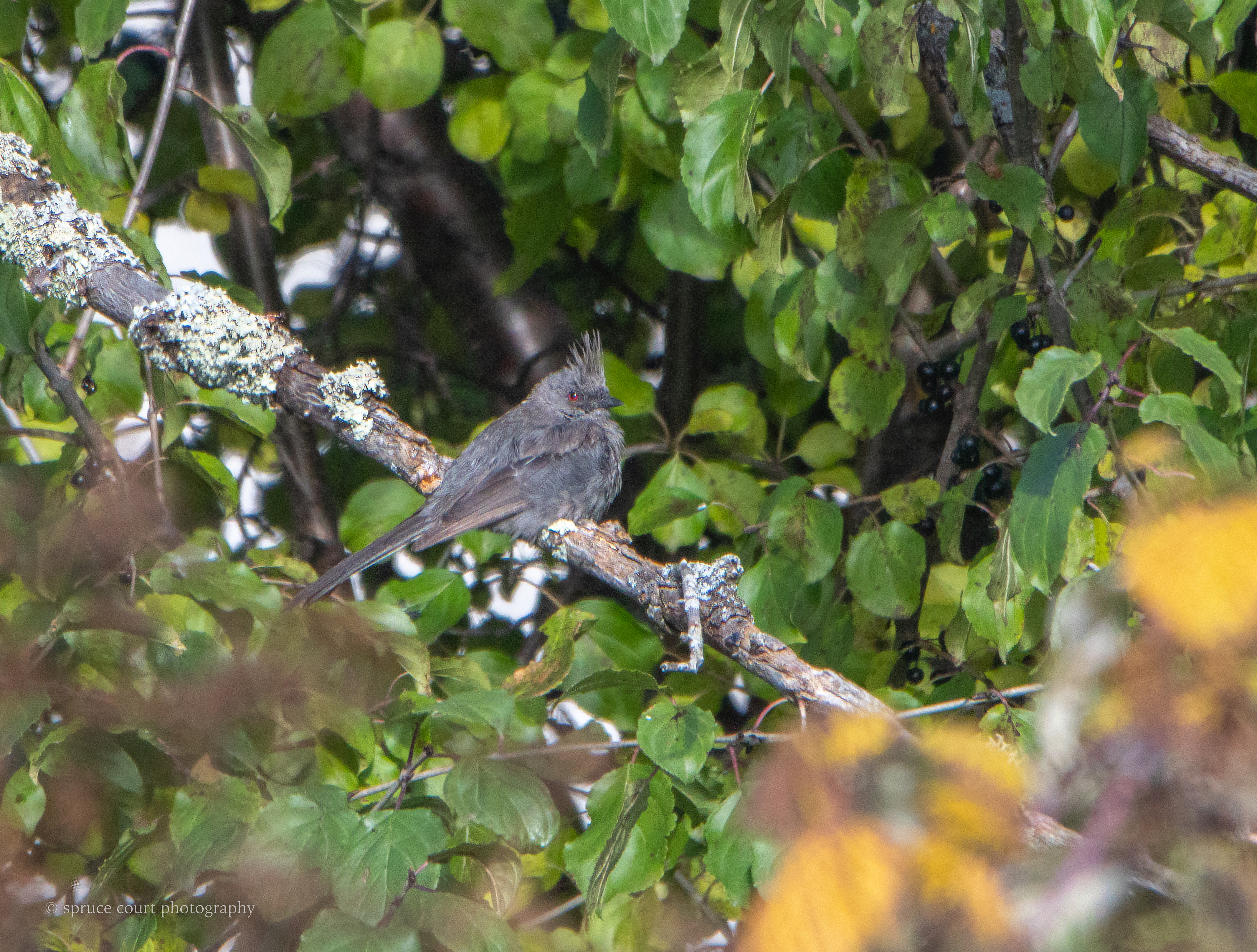 Phainopepla, North Shore of Lake Superior, October 30, 2022
