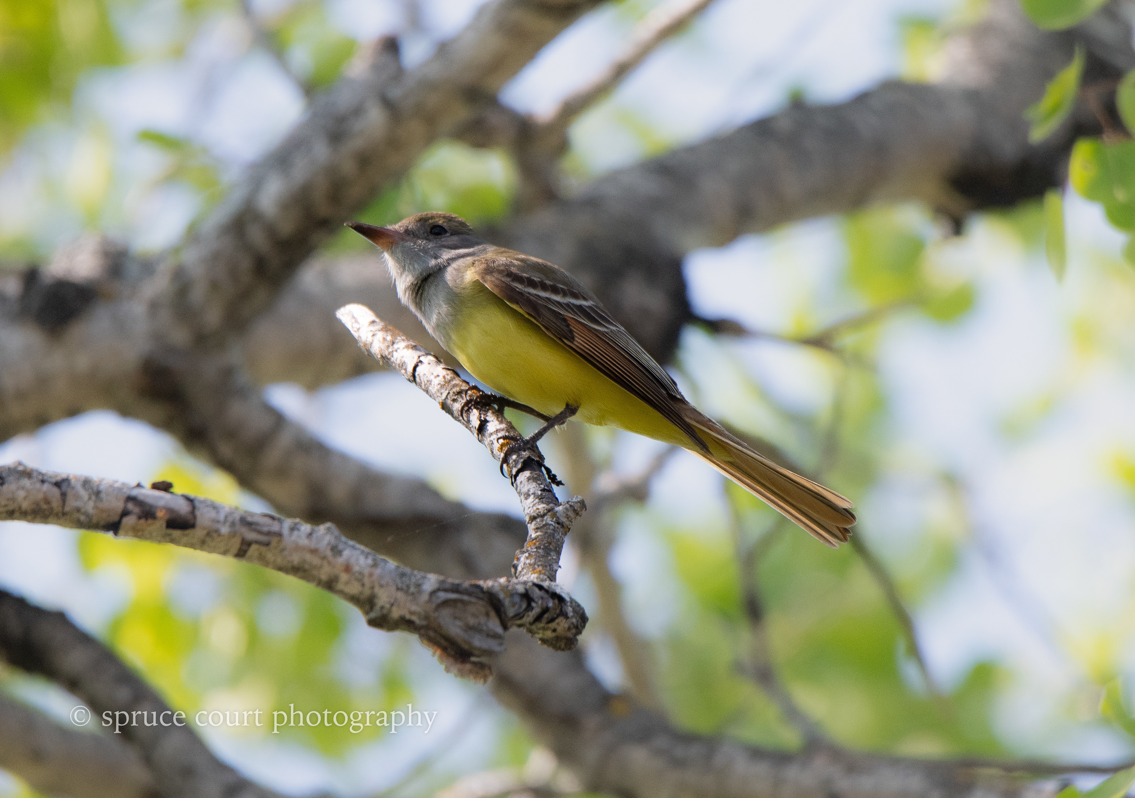 Great-crested Flycatcher