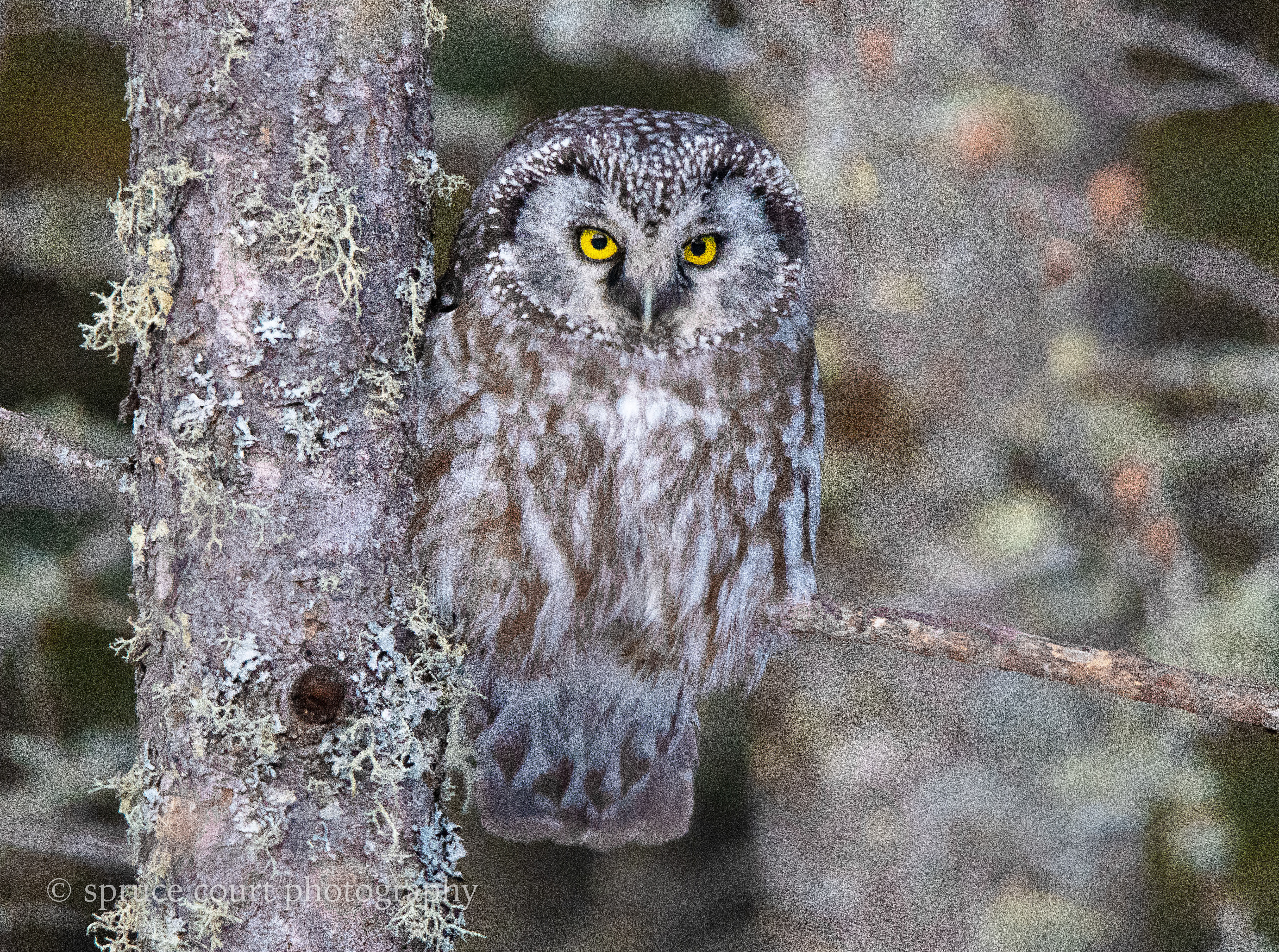 Boreal Owl on Admiral Road
